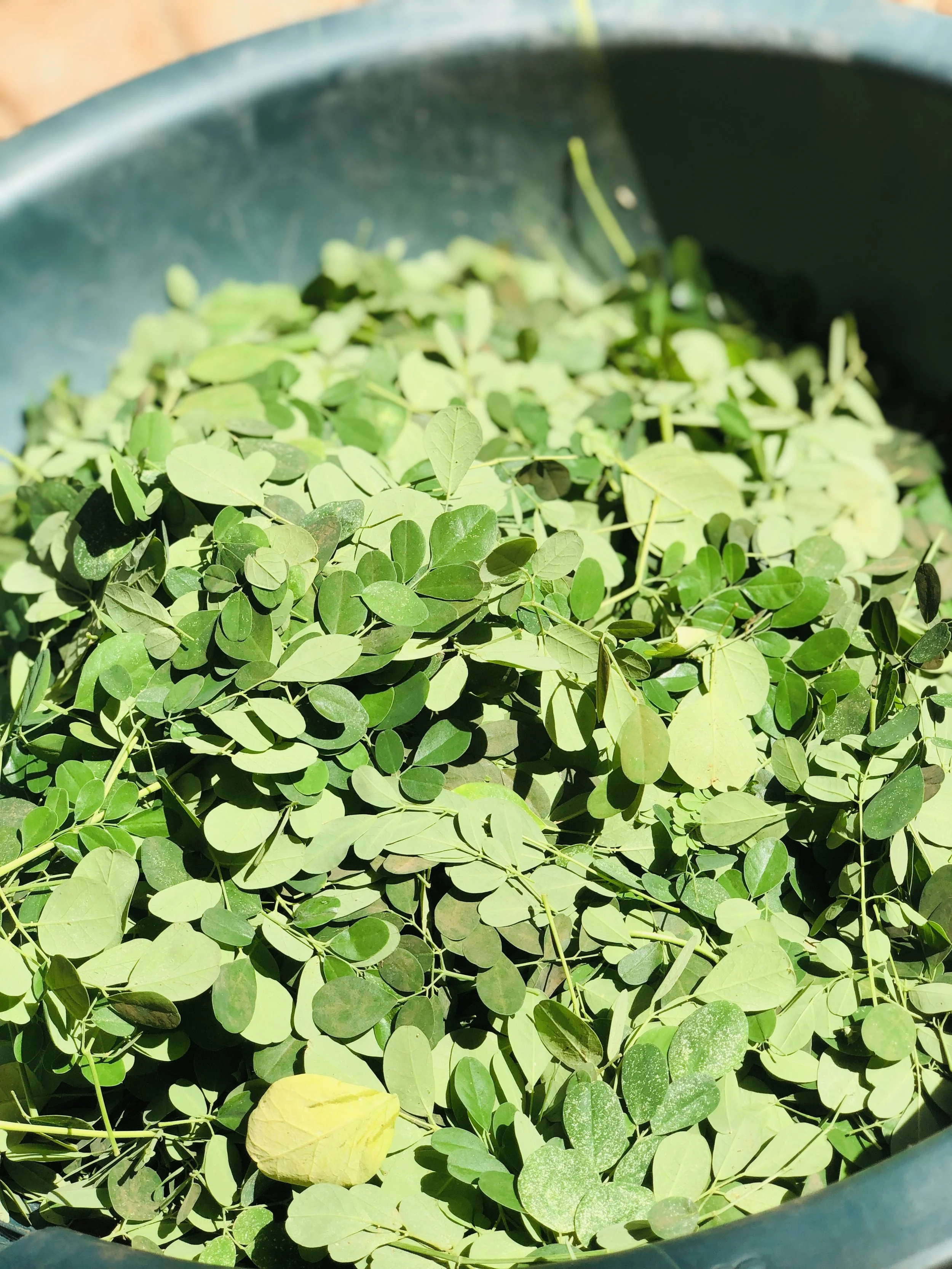 Moringa and its benefits