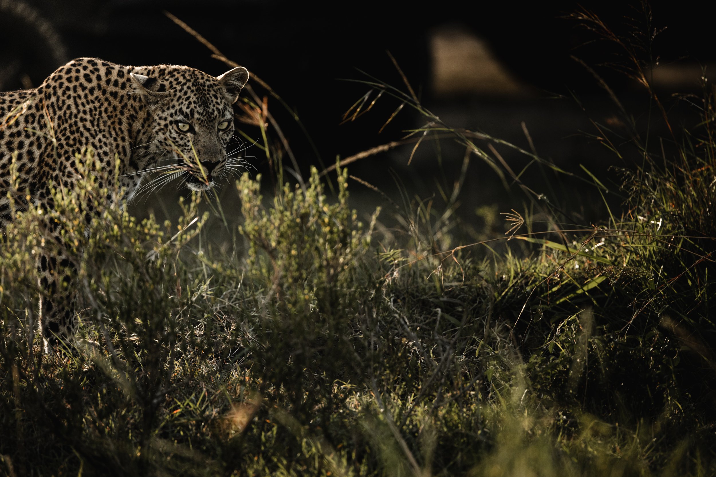 Leopard 4.jpg