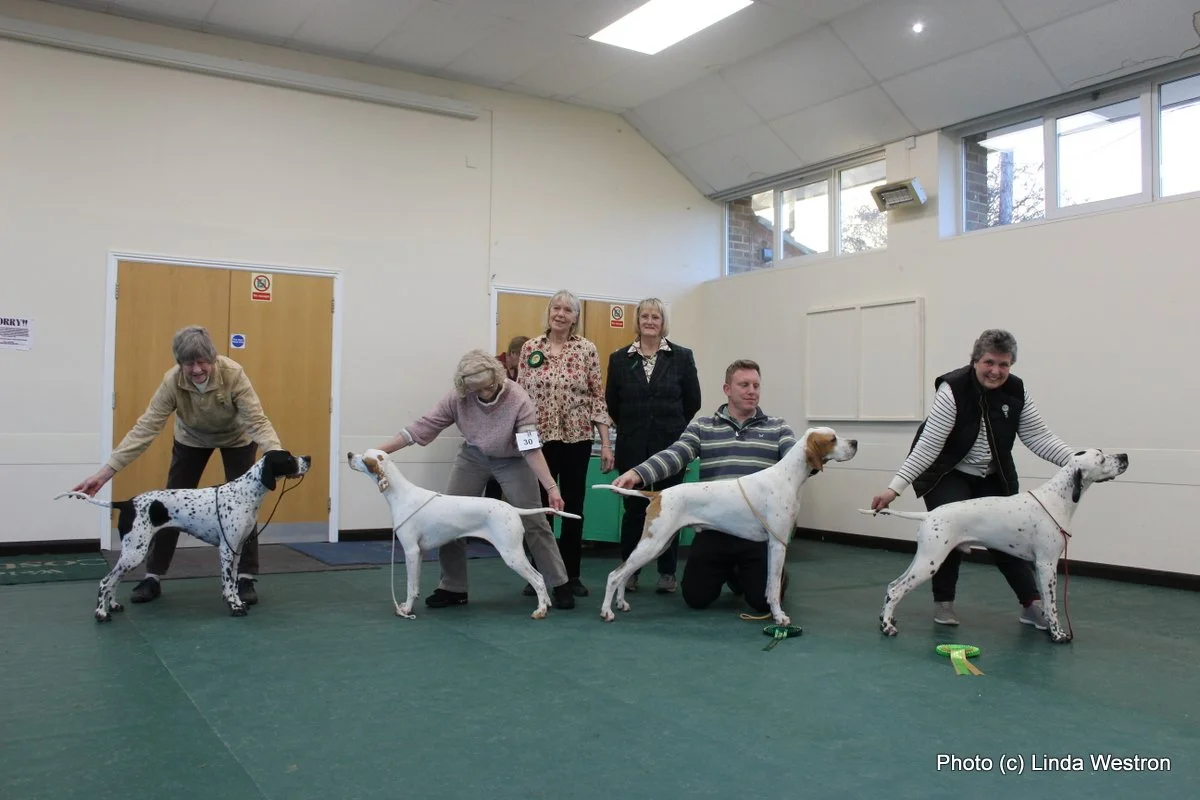 Show Results — Southern Pointer Club