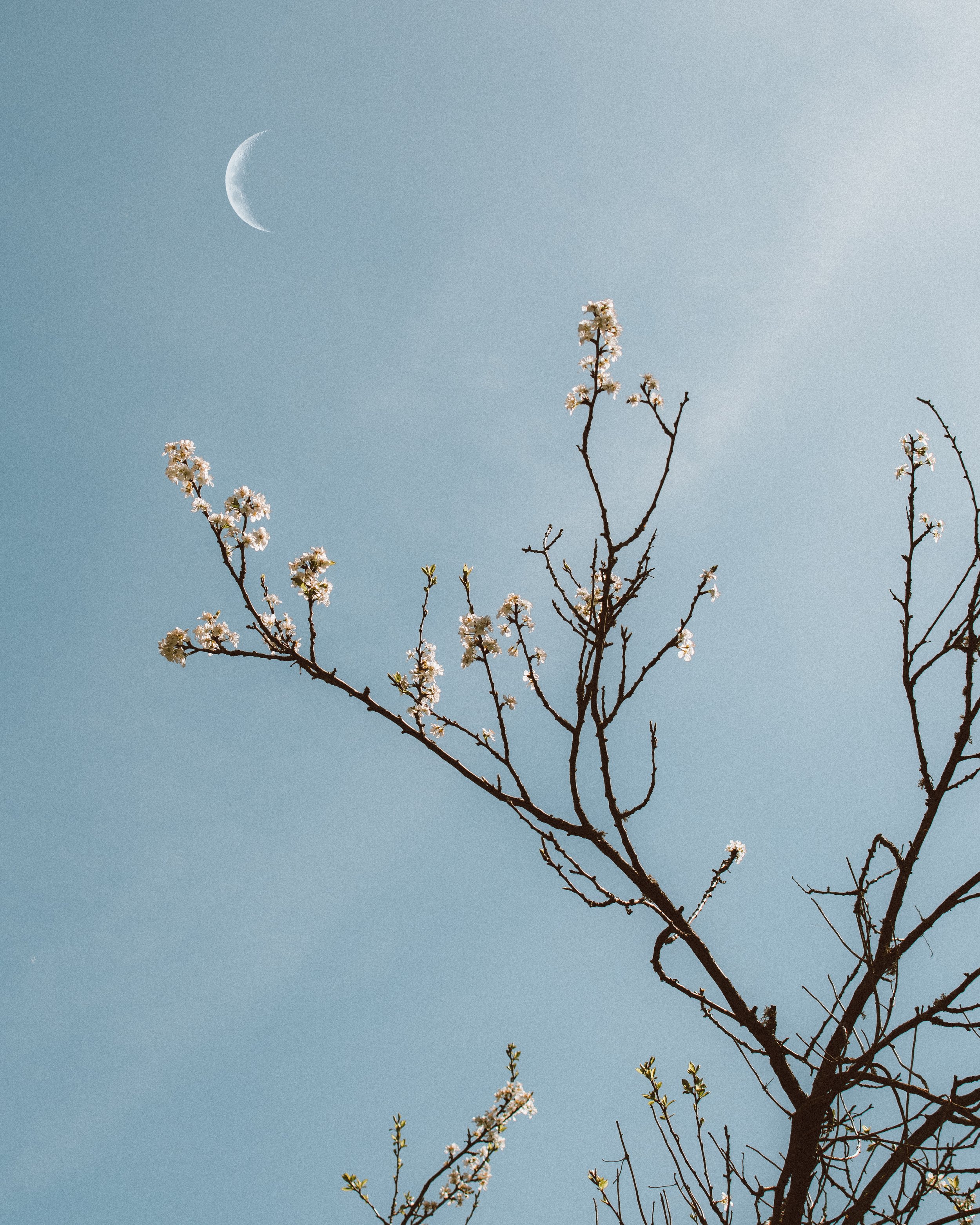Ramas de árbol con flores blancas y la luna en el cielo azul claro.