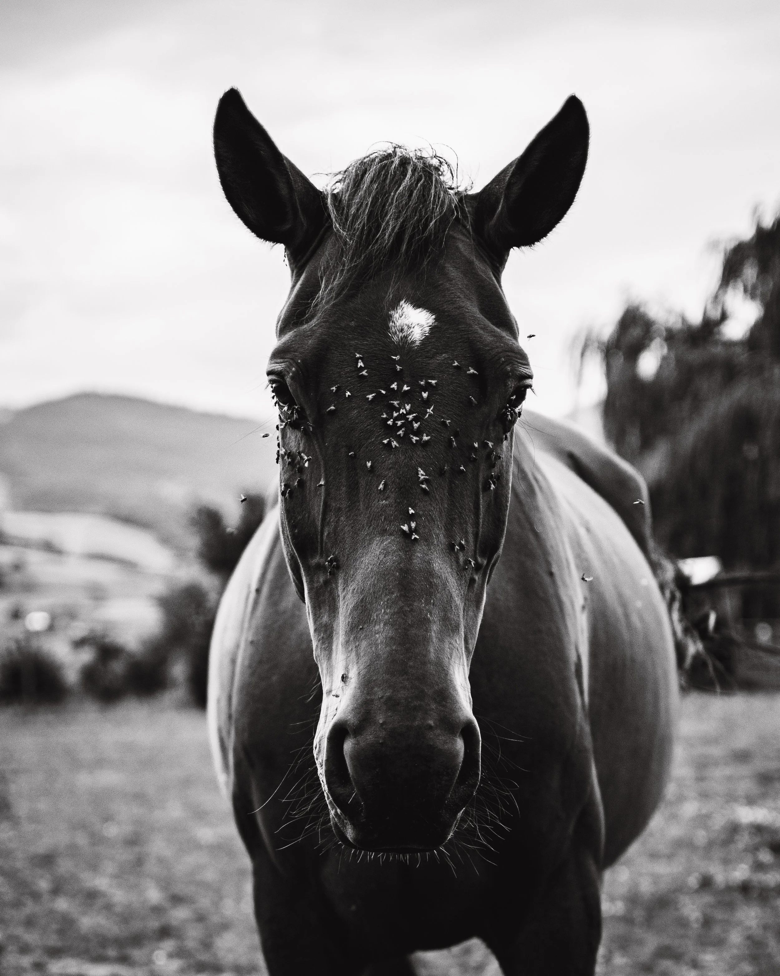 Un caballo con moscas en la cara, visto de frente, en un paisaje de campo en blanco y negro.