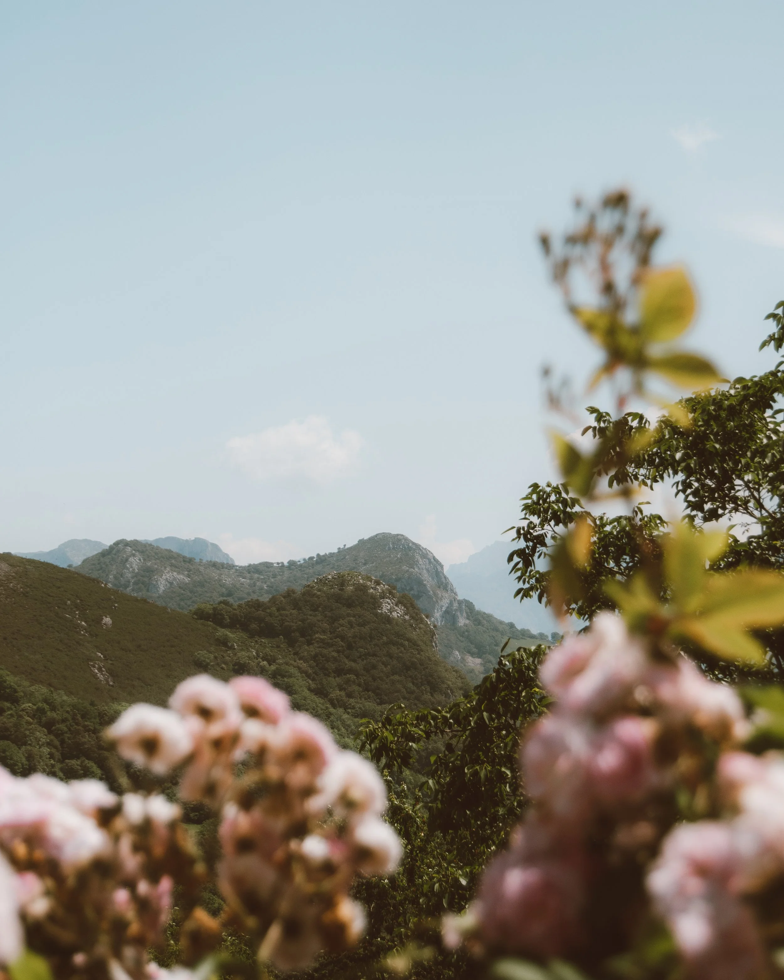 Paisaje montañoso con flores rosadas en primer plano y cielo despejado.