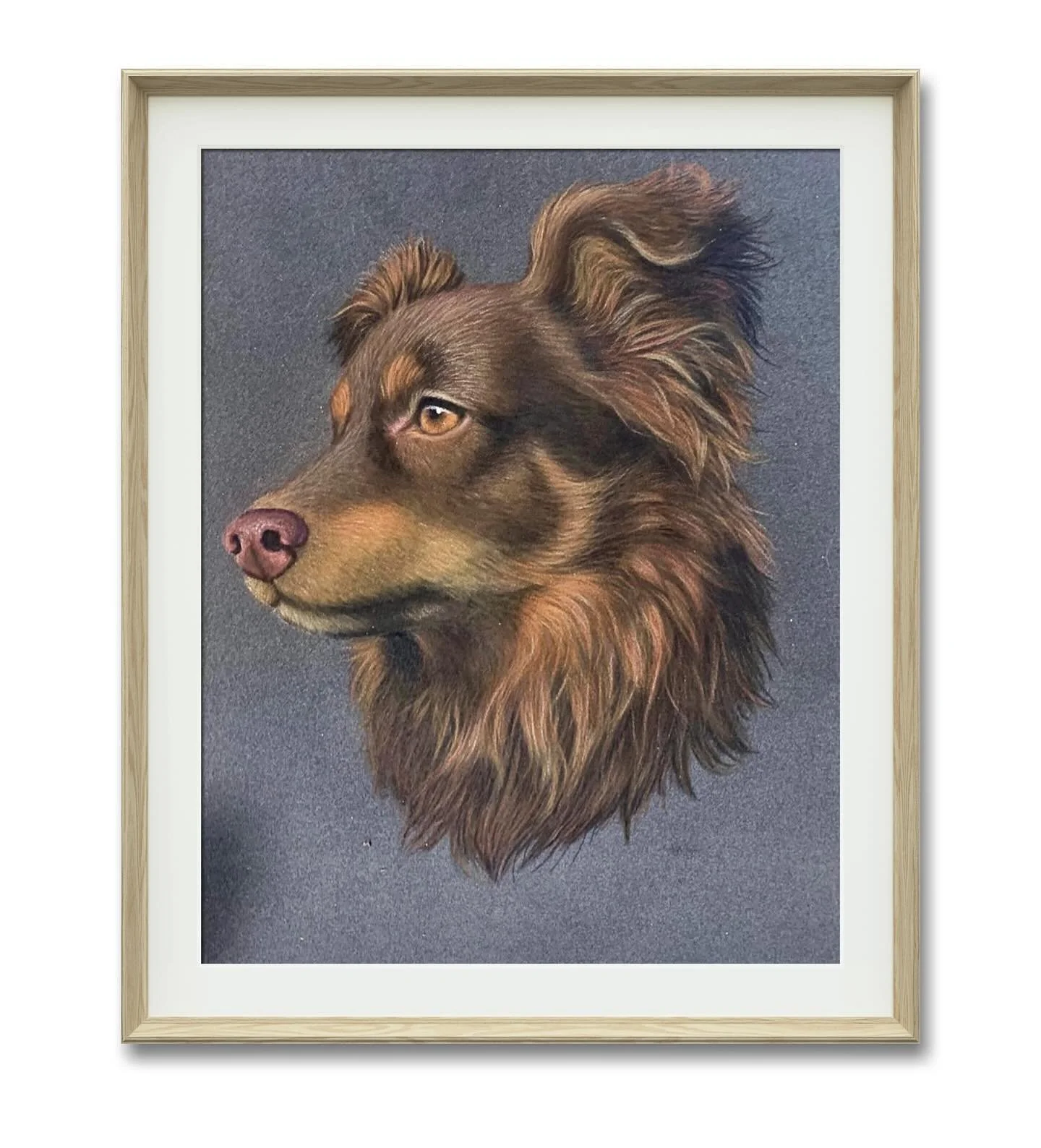Lili the Miniature Australian Shepherd! - Captured the vibrant spirit of Lili, the miniature Australian shepherd, in pastel hues. I took a photo of her once in the sunset and I was so inspired so I just had to draw her! A heartfelt gift for a dear fr