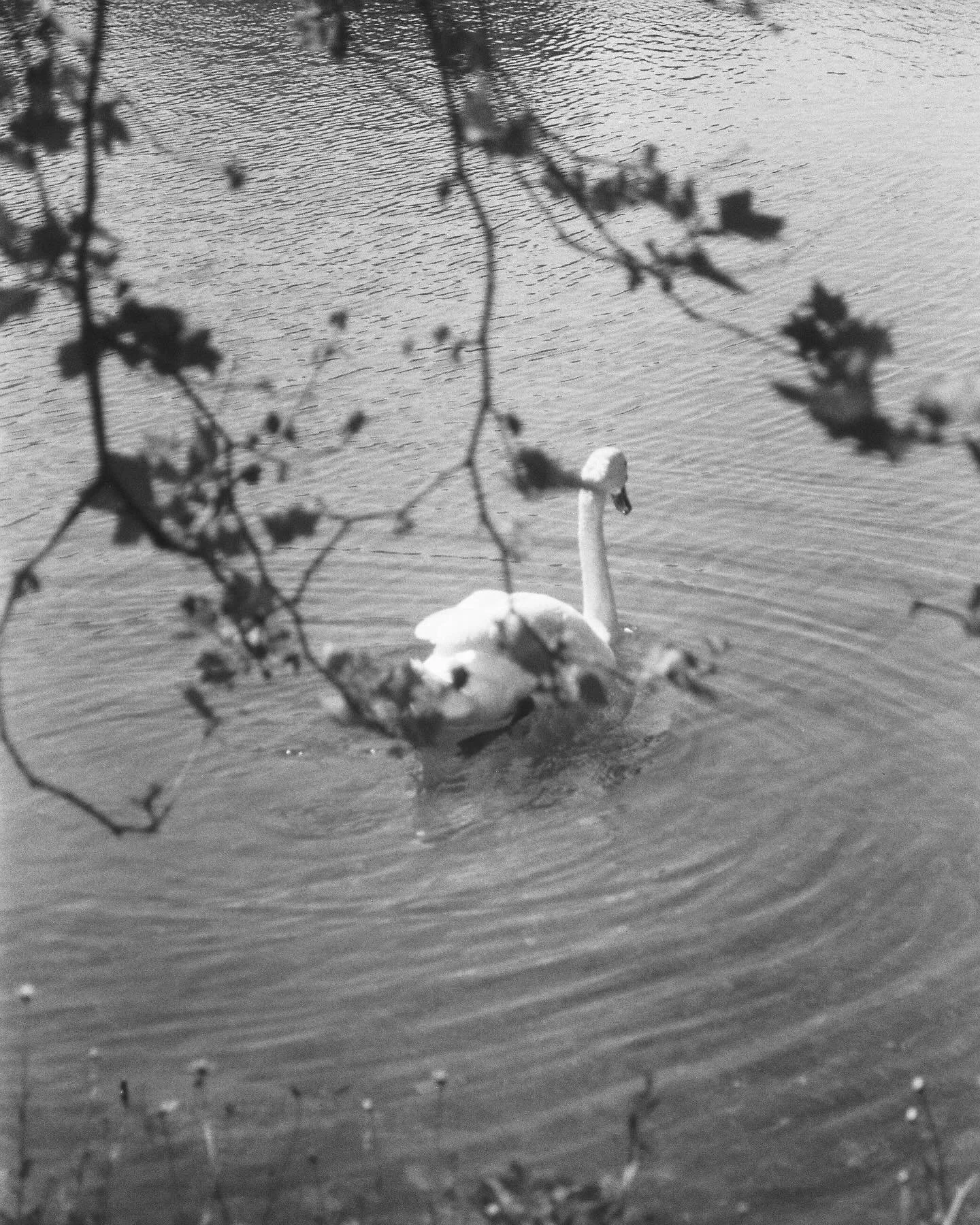 The grounds at Schloss Nymphenburg 🤍 this place was idyllic; we didn&rsquo;t walk through the main palace, we went in search of the four small palaces scattered around the huge park. I didn&rsquo;t expect this perfect lake, surrounded by little whit