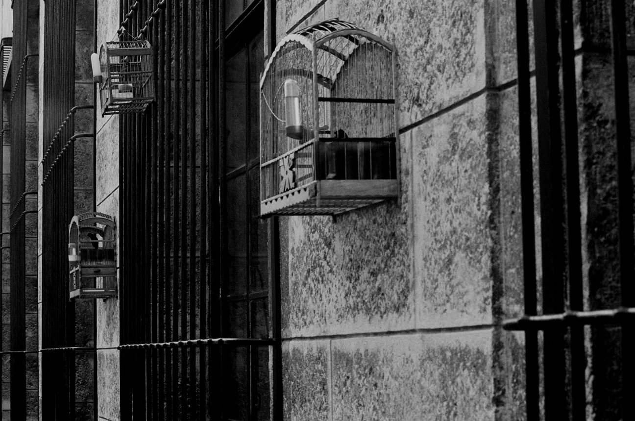 20+-+cages+oiseaux+-+1939-03.jpg