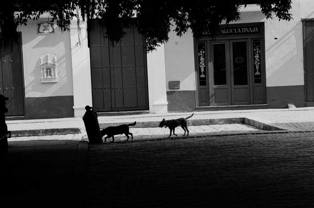 28+-+chiens+dans+le+vieux+Habana+-+1940-04.jpg