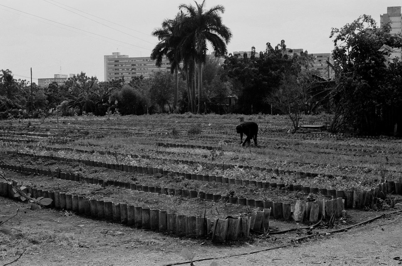 53+-+Organoponicos+-+Vedado+-+9437-03.jpg