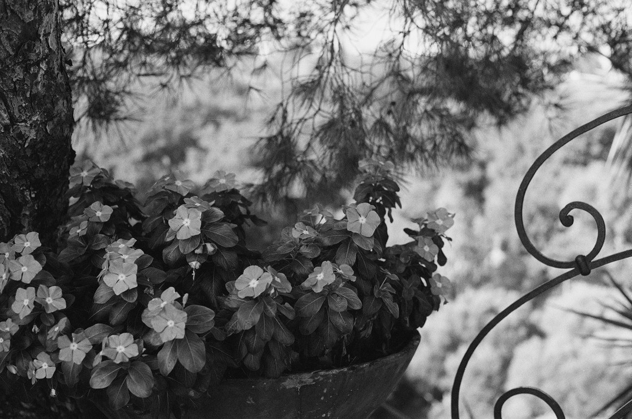 5+-+Fleurs+-+Fer+forg%C3%A9+-+1761-06.jpg