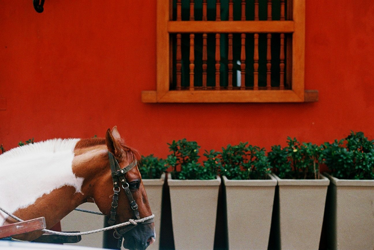 33+-+Cheval+-+Rue+-+000023.jpg