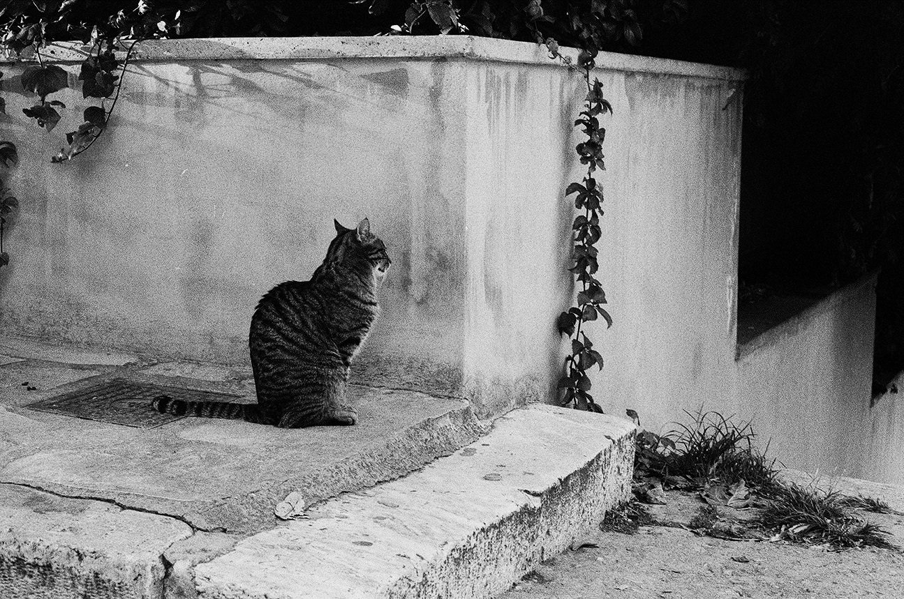 20+-+Temple+Meow+-+4133-29.jpg