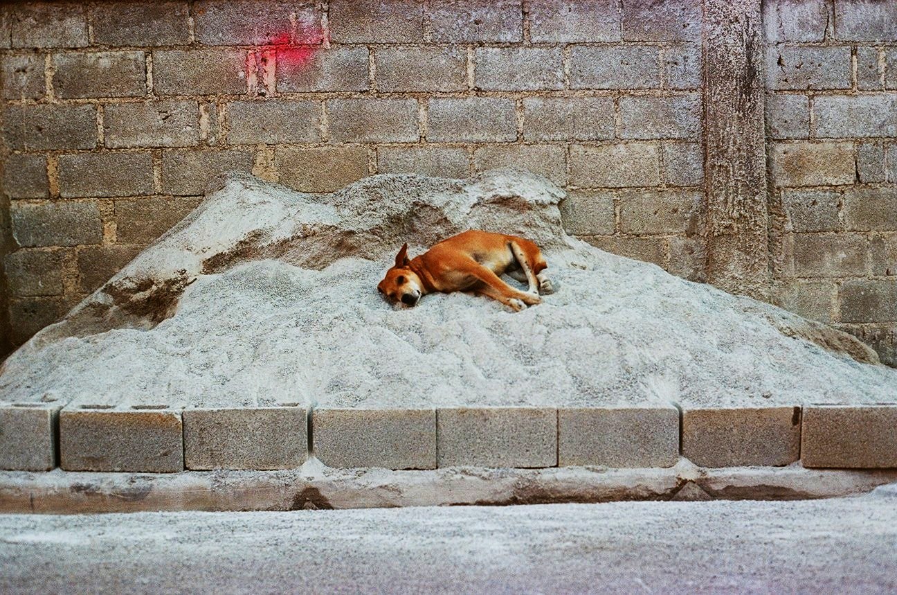 19+-+Chien+-+Monticule+-+3668-02.jpg