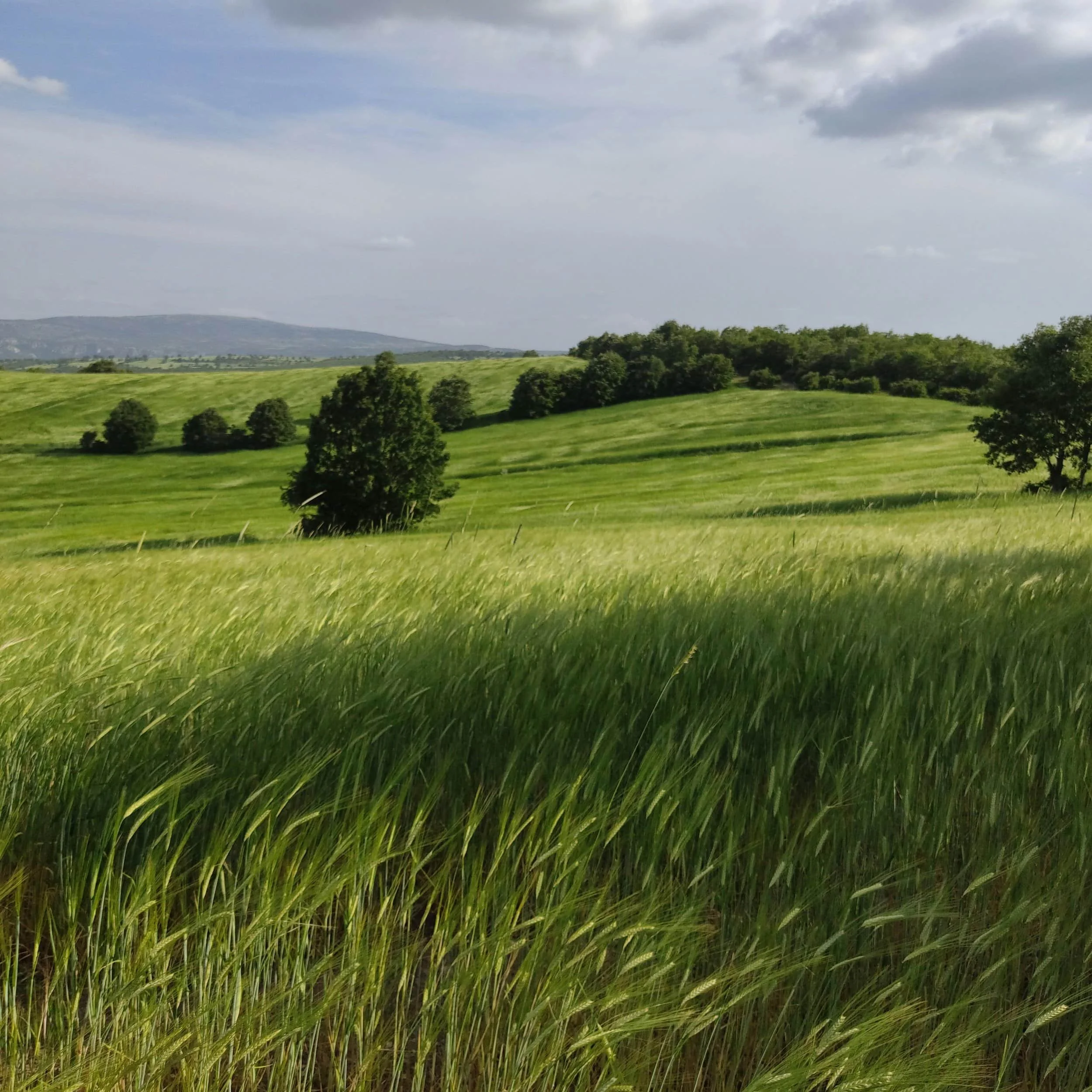 Green grassy hills with scattered trees under a partly cloudy sky—perfect for reflection or Therapy in Los Altos on a windy day.