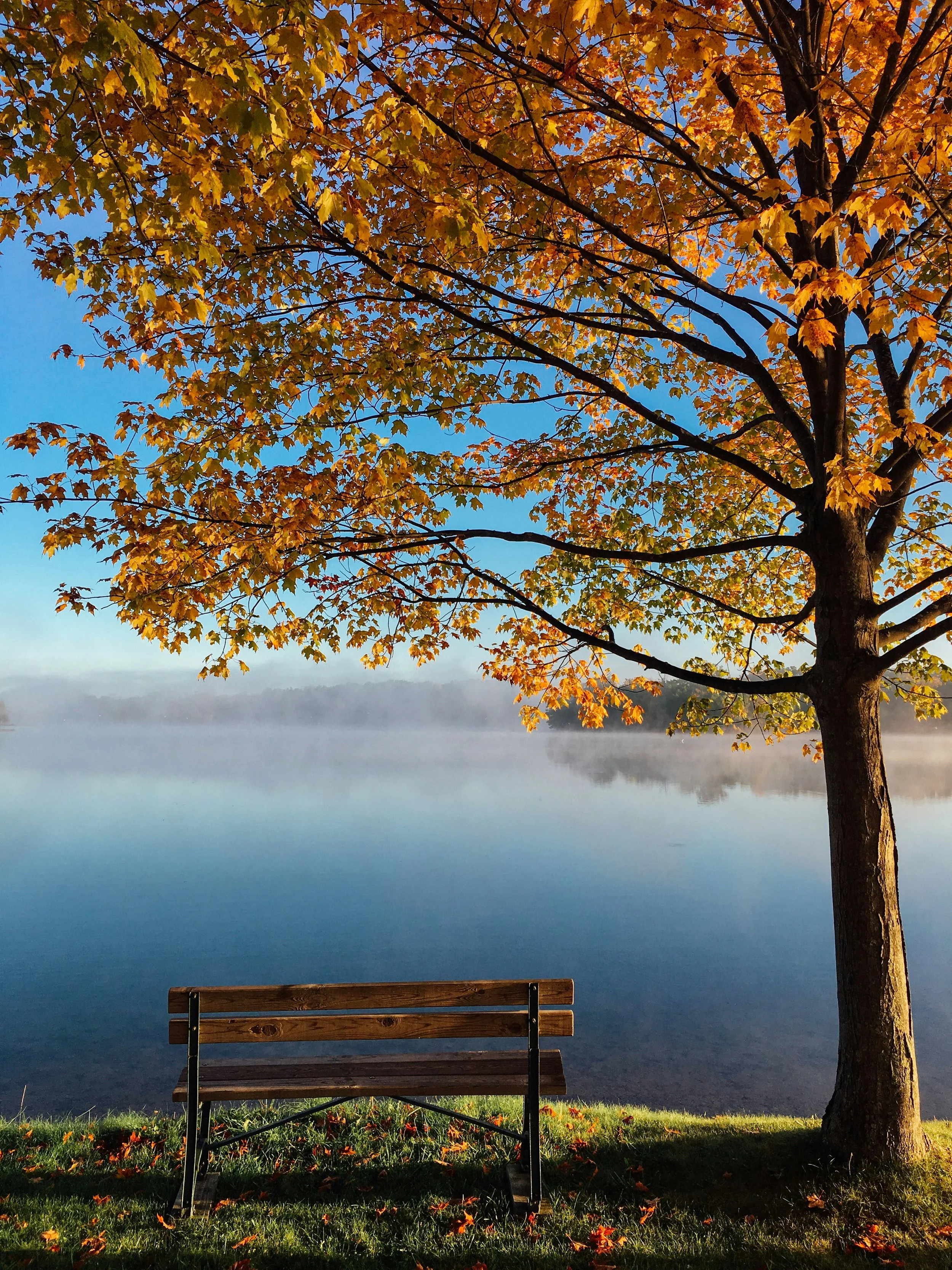 A wooden park bench by a lake, under a large tree with yellow and orange autumn leaves, with mist rising from the water and a clear blue sky.
