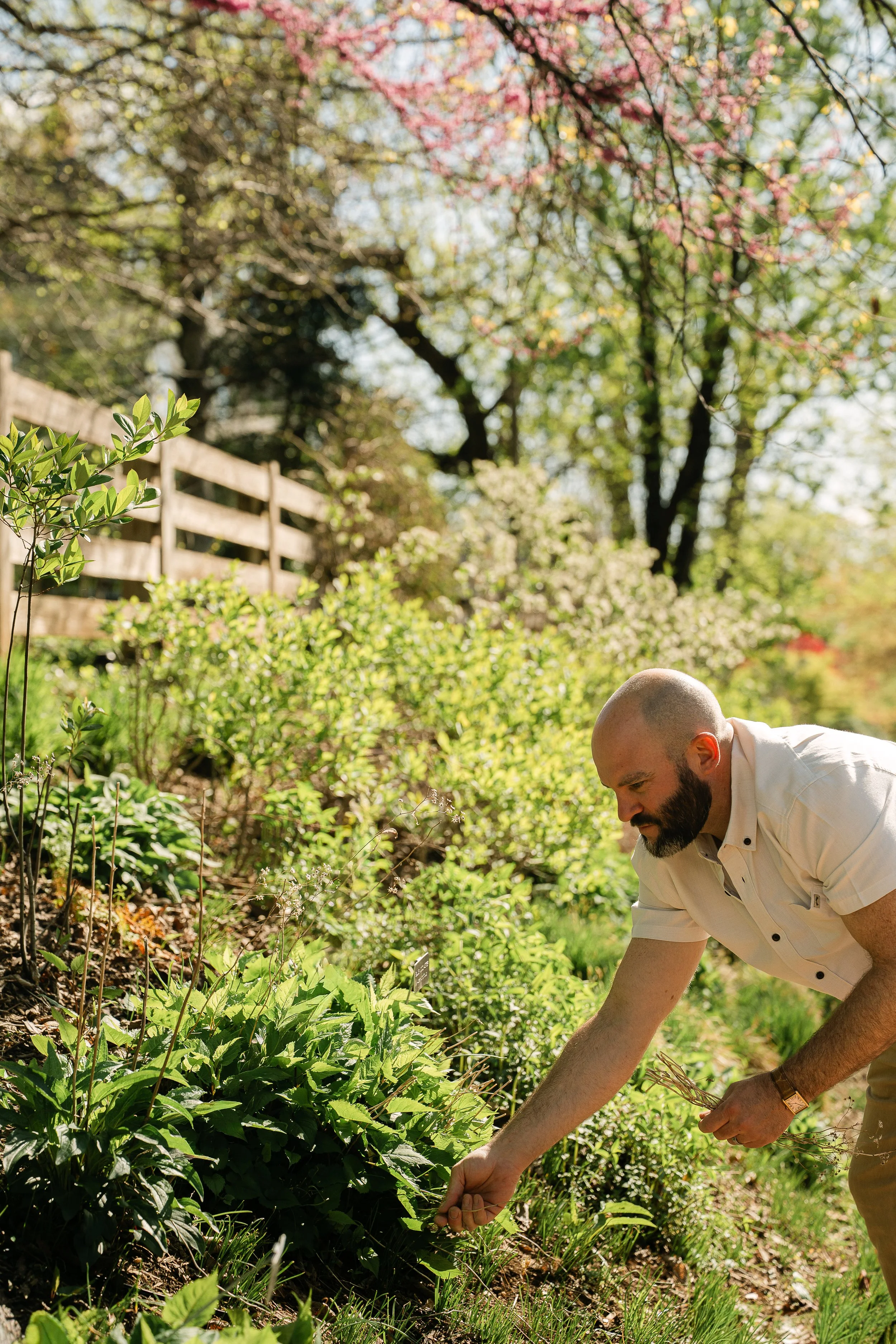 Woodland garden with flowering trees, and native plants in a conservation landscape designed and installed by Native Conservation Landscaping (formerly Native Roots) in Great Falls, Virginia