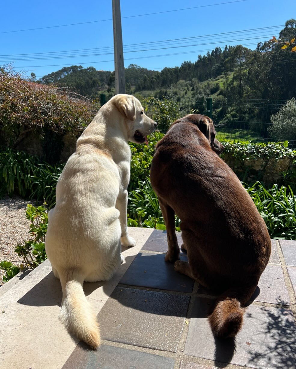 Meet the two Labs of Quinta de Santo Ant&oacute;nio! 

This is the home of Don&rsquo;s good friend G&ouml;ran and wife Meg, who&rsquo;ve lived here for five years with their two Labradors. Don and G&ouml;ran met in 1984, sailing a staysail schooner f