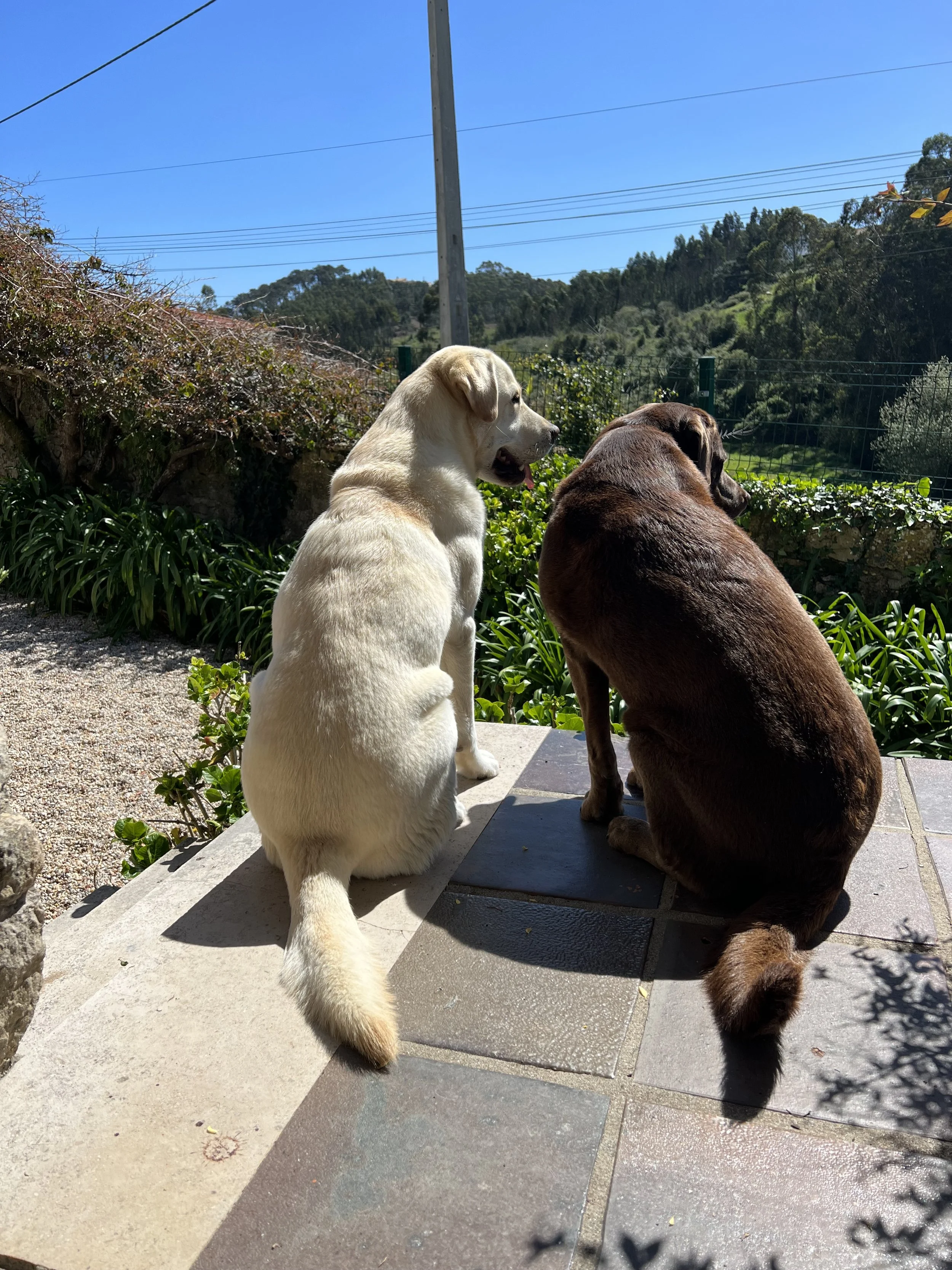 The Labradors.jpeg