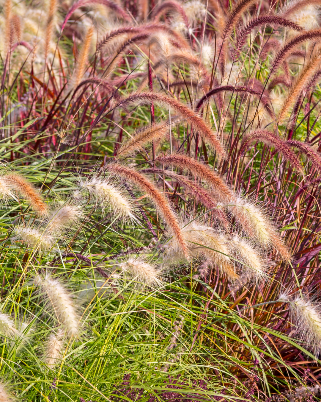 Why September Belongs to Ornamental Grasses