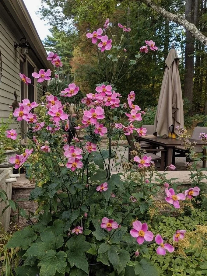 Fall in Love with Anemones