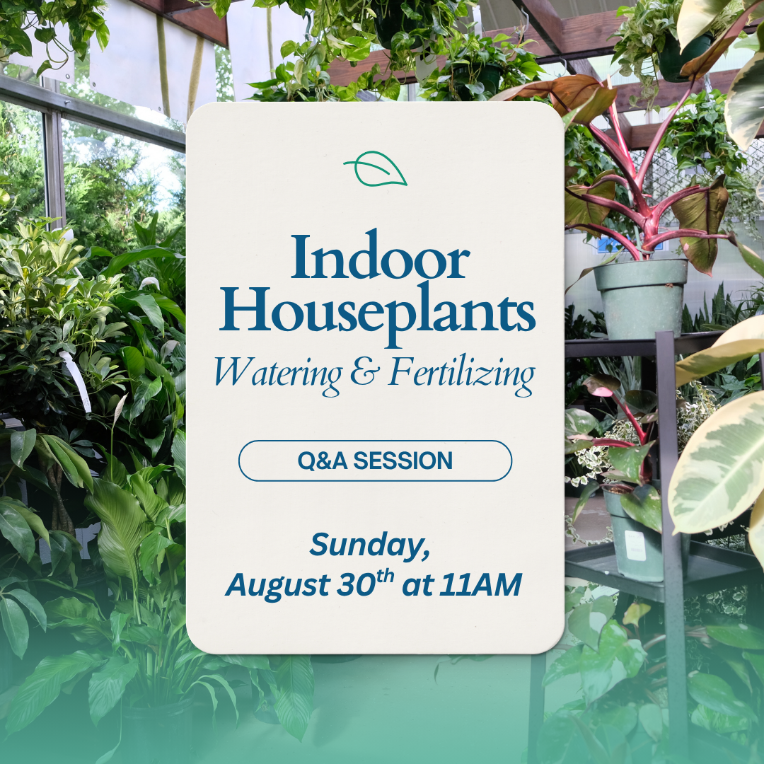Indoor Houseplants Watering & Fertilizing (Q&A) - 8/30 at 11AM