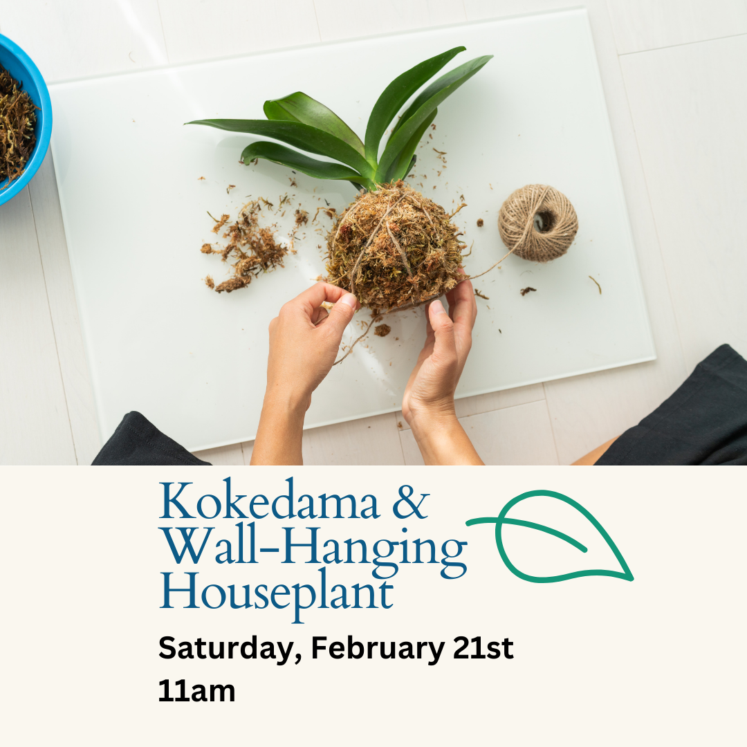 Kokedama & Wall-Hanging Houseplant Workshop - 2/21 at 11AM