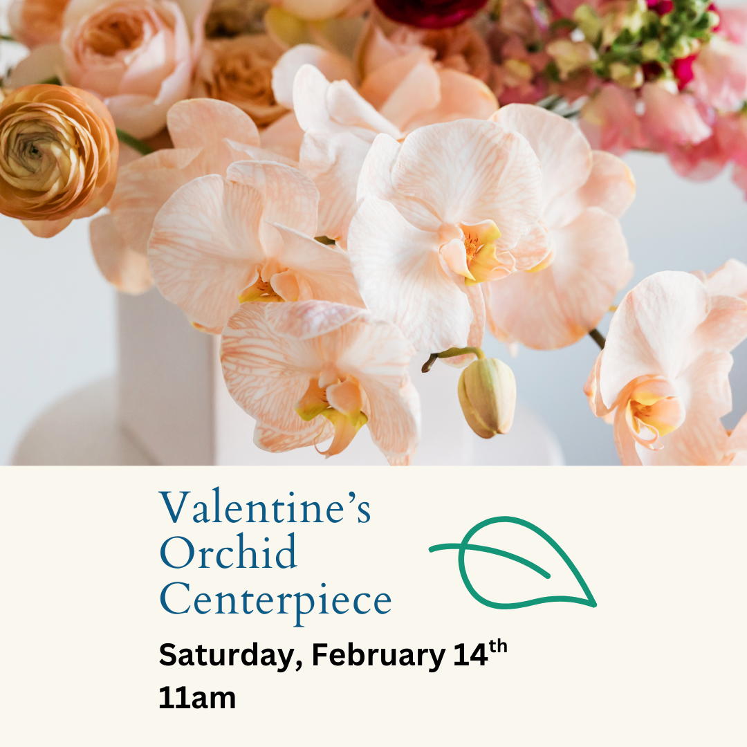 Valentine's Orchid Centerpiece Workshop - 2/14 at 11AM