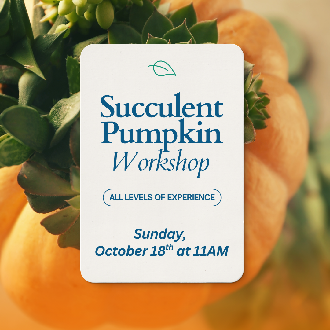 Succulent Pumpkin Workshop - 10/18 at 11AM