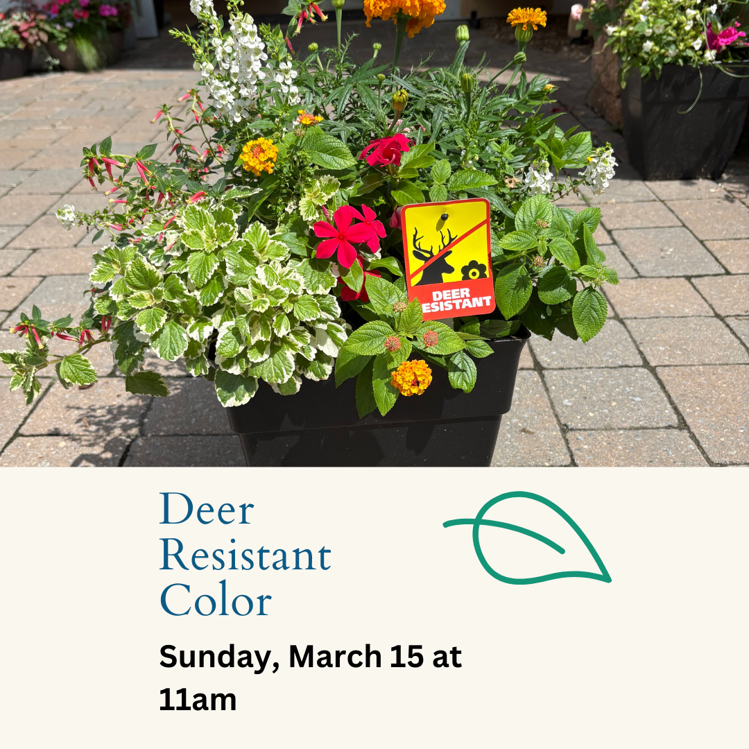 Deer Resistant Color Workshop- 3/15 at 11AM