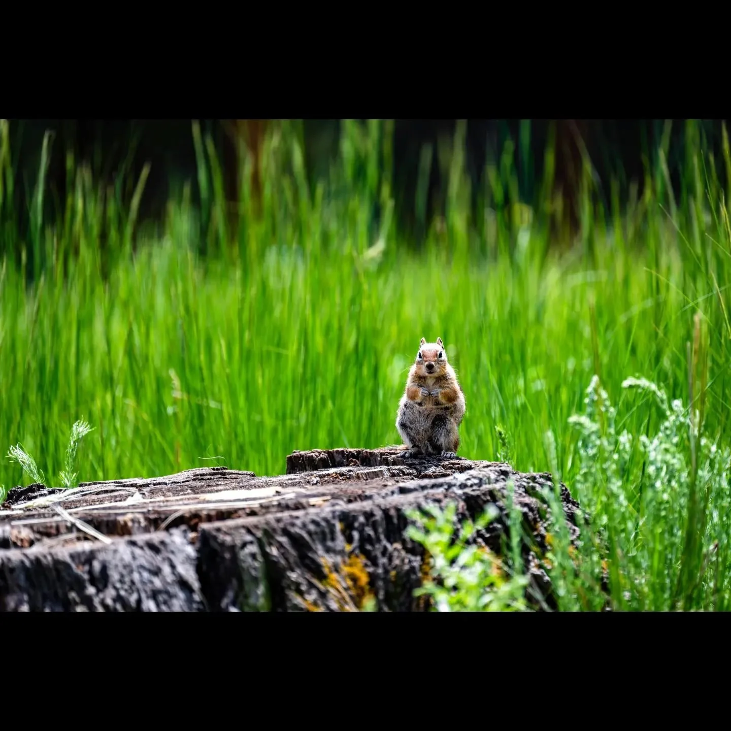 In the lush meadows of the Valles Caldera, a chipmunk stands guard on a weathered stump, embodying the spirit of alertness and curiosity.

#WildlifeWonders #WildlifePhotography #VallesCaldera #NatureInFocus