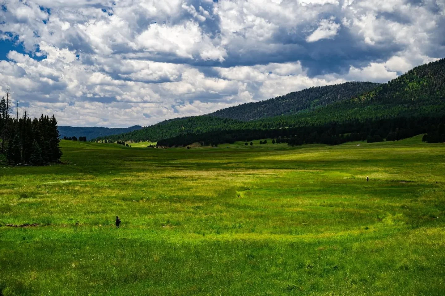 In the heart of the Valles Caldera, anglers wade through emerald meadows, fly rod in hand, seeking the elusive fish that call these waters home. 🏞️🎣 #WildEarth #natureinfocus #FlyFishing