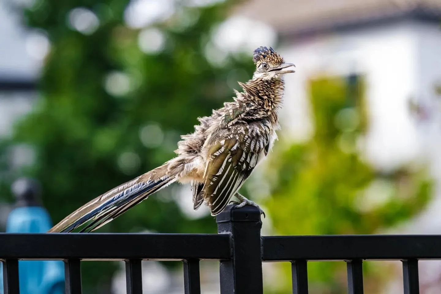 Who says you can&rsquo;t find wildlife in the city? Meet the young roadrunner, a symbol of the Southwest&rsquo;s untamed spirit. This explorer navigating buildings and sidewalks with the same agility it uses to hunt in the desert, its feathers catchi
