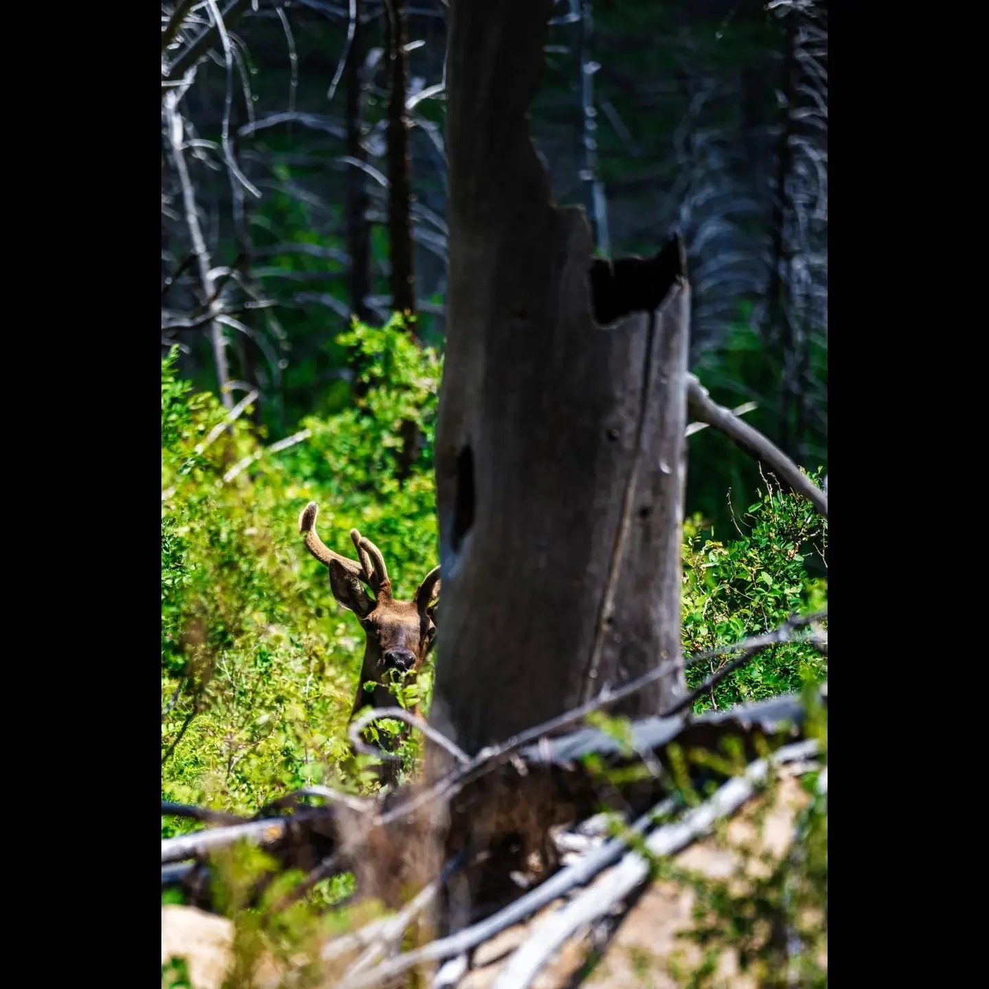 An elk peeks through the dense forest of the Valles Caldera, a moment of wild curiosity captured in its natural habitat. 🌲🦌 #WildlifePhotography #natureinfocus #VallesCaldera