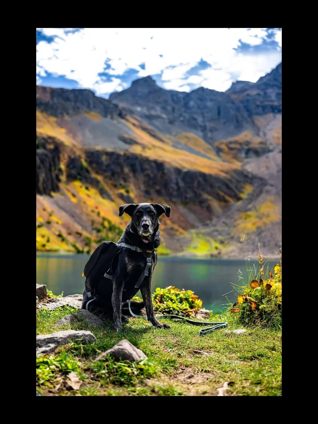 Pack loaded, ears up, always ready for the next mile. The San Juan high country reflected in still water behind. Summits are better shared.

#BlueLake #ColoradoHikes #TrailDog #SanJuanMountains