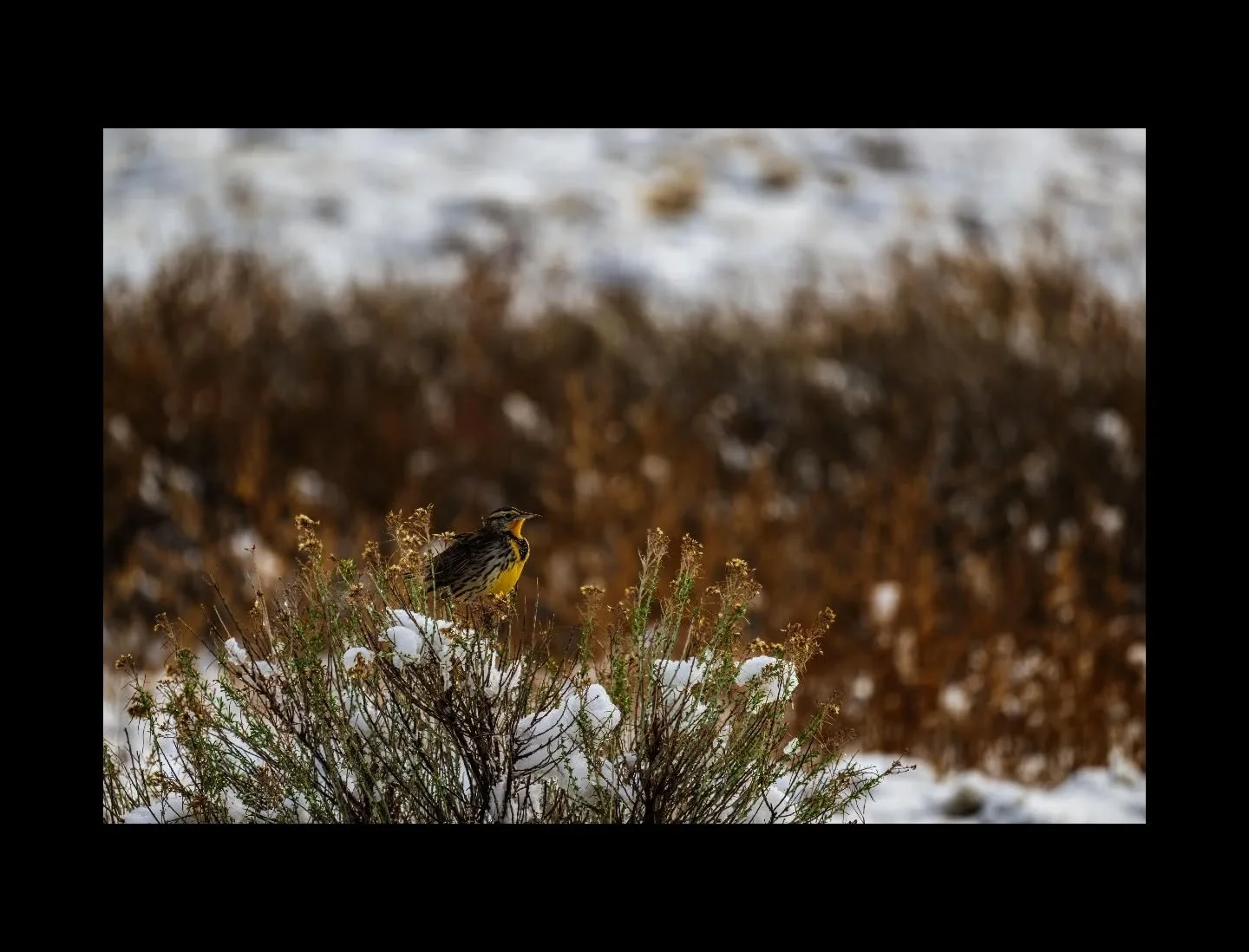 A meadowlark stands against the cold, its yellow breast catching the last warmth of the day. Even in winter&rsquo;s grip, the open country holds its color&mdash;song waiting beneath the snow.

#WesternMeadowlark #HighDesertWinter #OpenCountry #WildUt