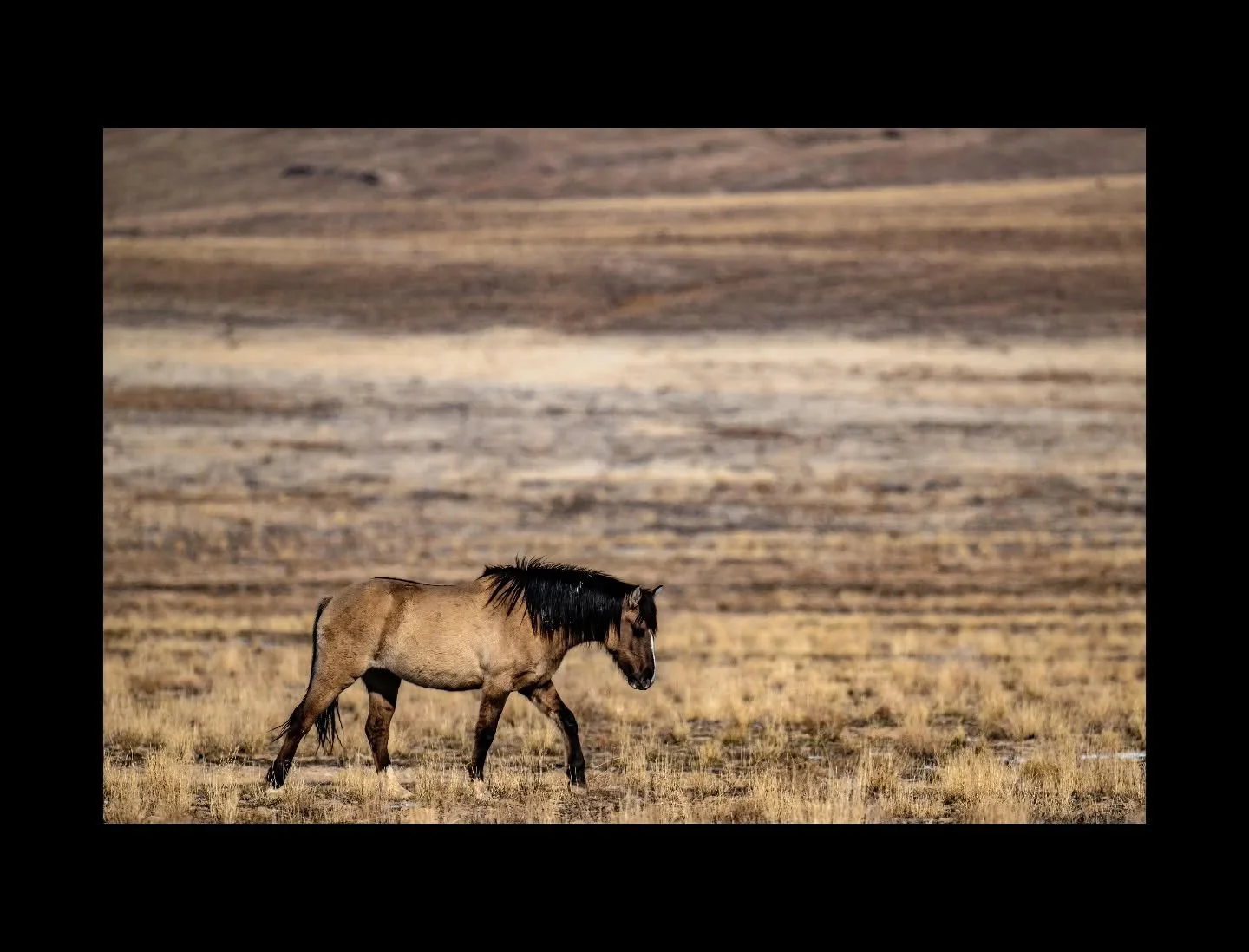 Across a wide basin of winter grass, a mustang moves with quiet purpose. In landscapes like this, survival depends on memory&mdash;of water, shelter, and shifting seasons written into the land.

#WildMustang #HighDesert #AmericanWest #OpenRange