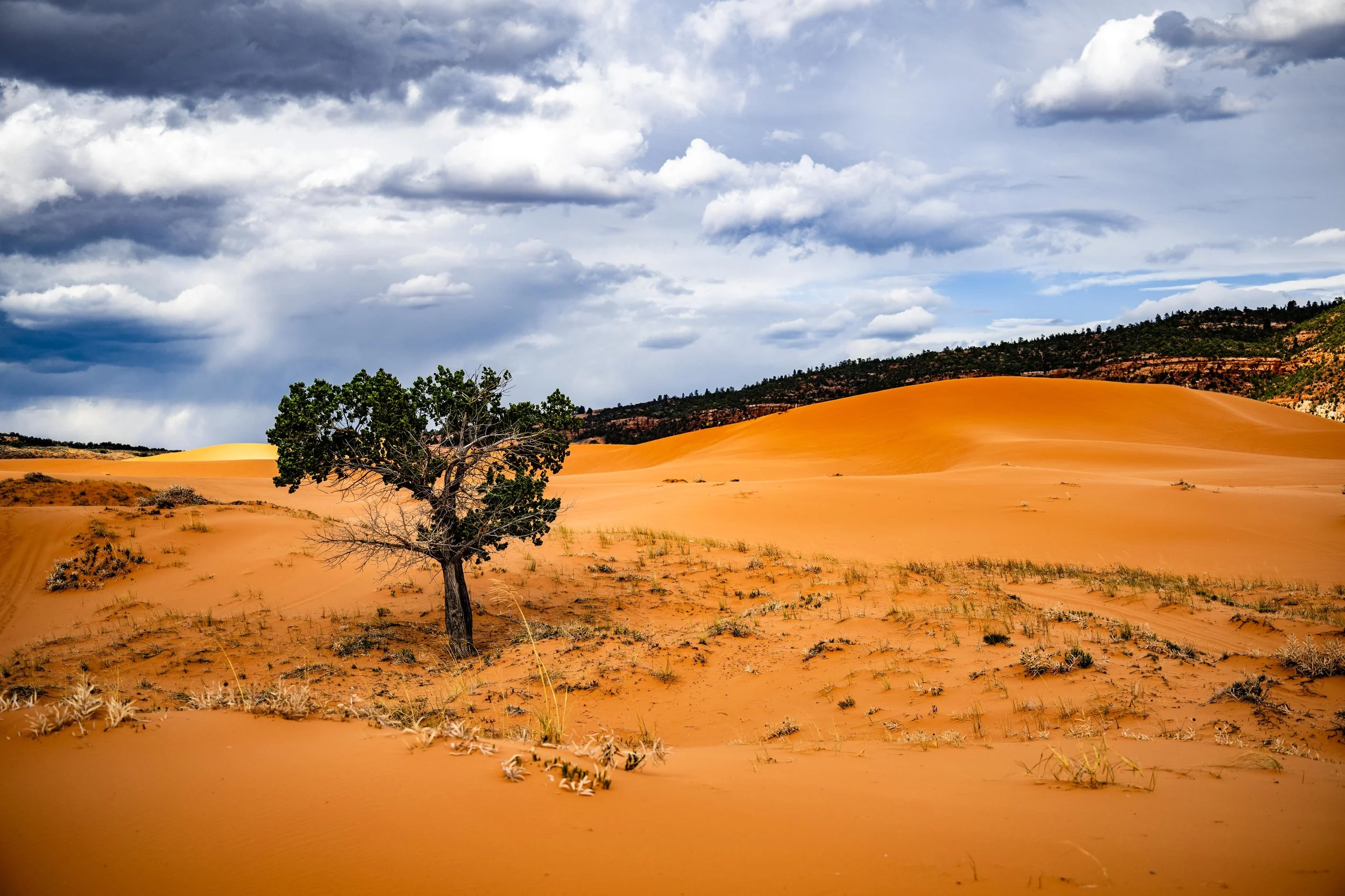 20260410-_DSC5529 Instagram.jpg