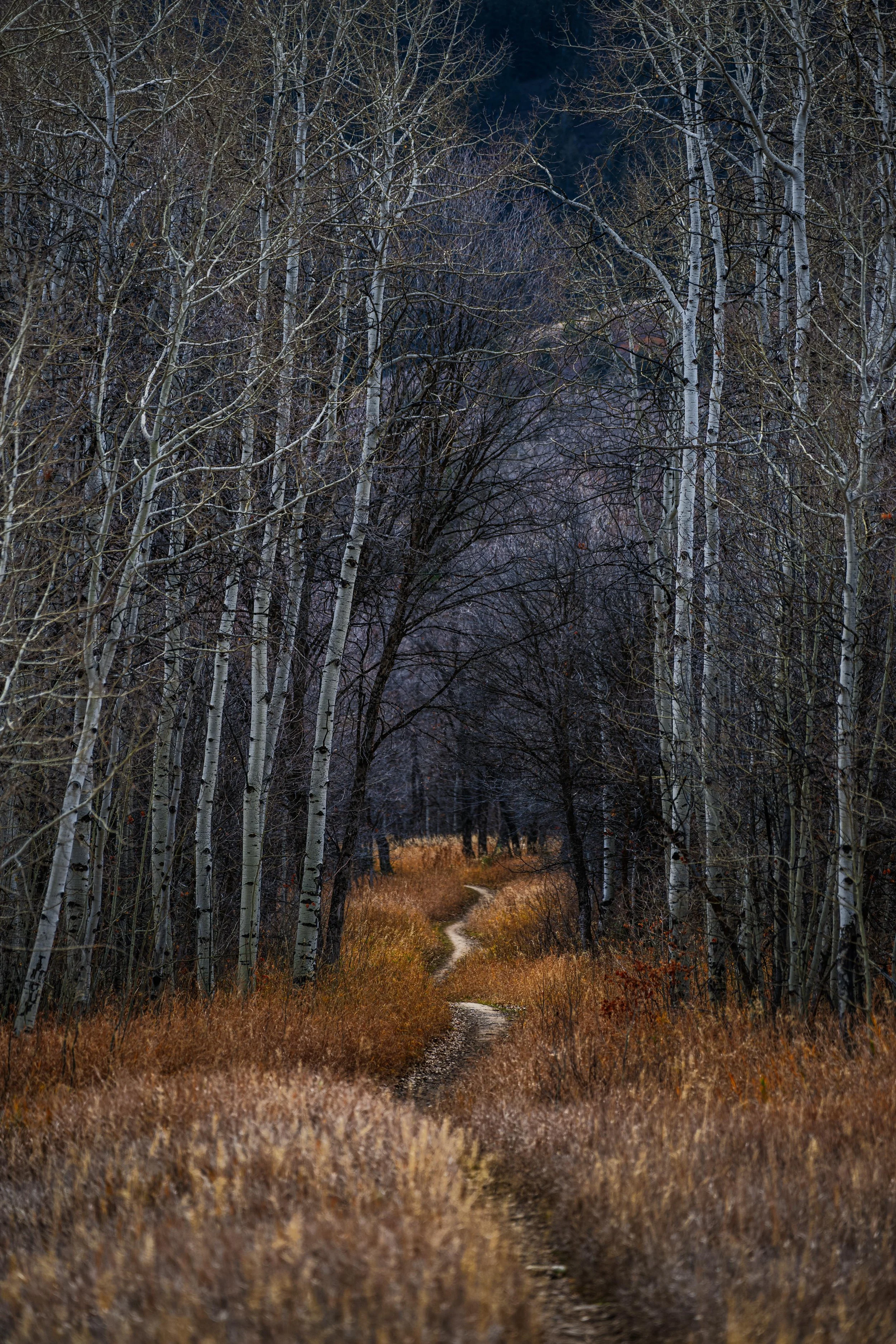 20251115-_DSC0459 Instagram.jpg