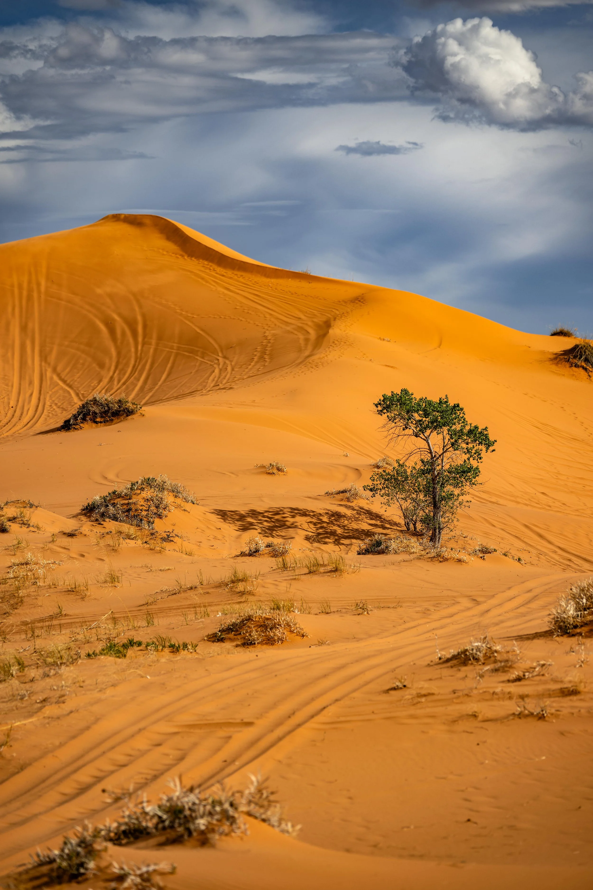 20260410-_DSC5540 Instagram.jpg