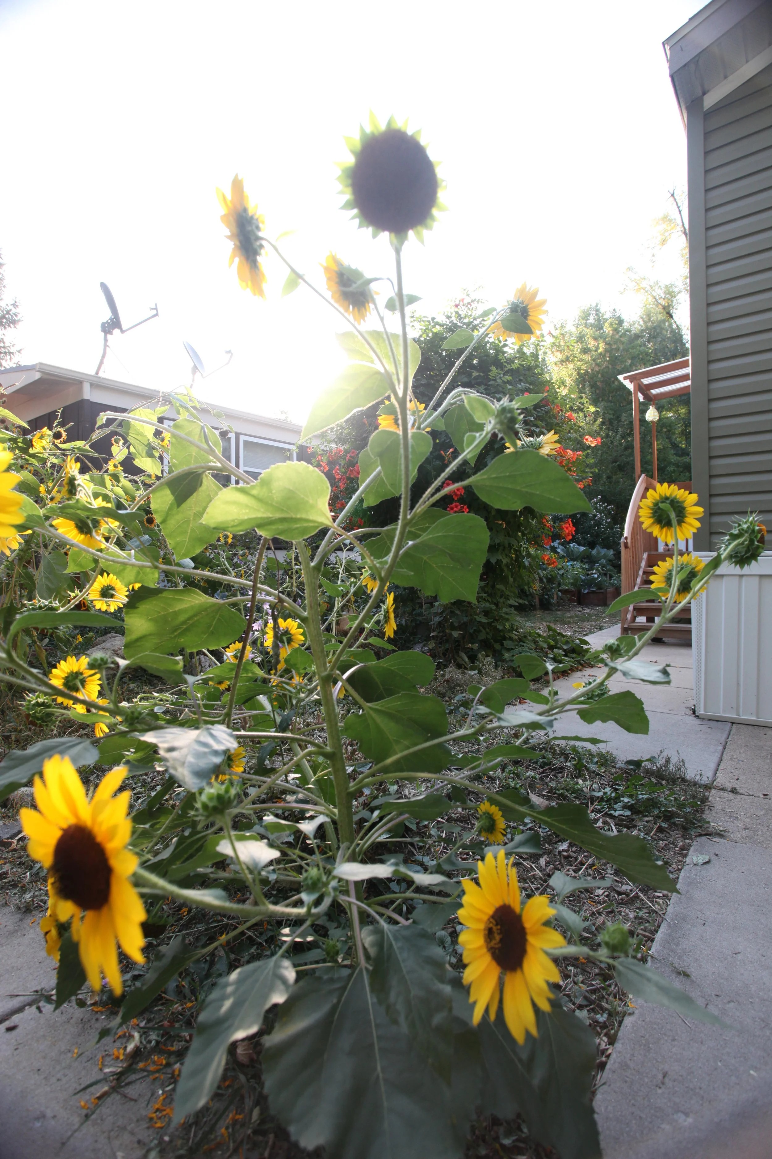 Community Gardens 001.JPG