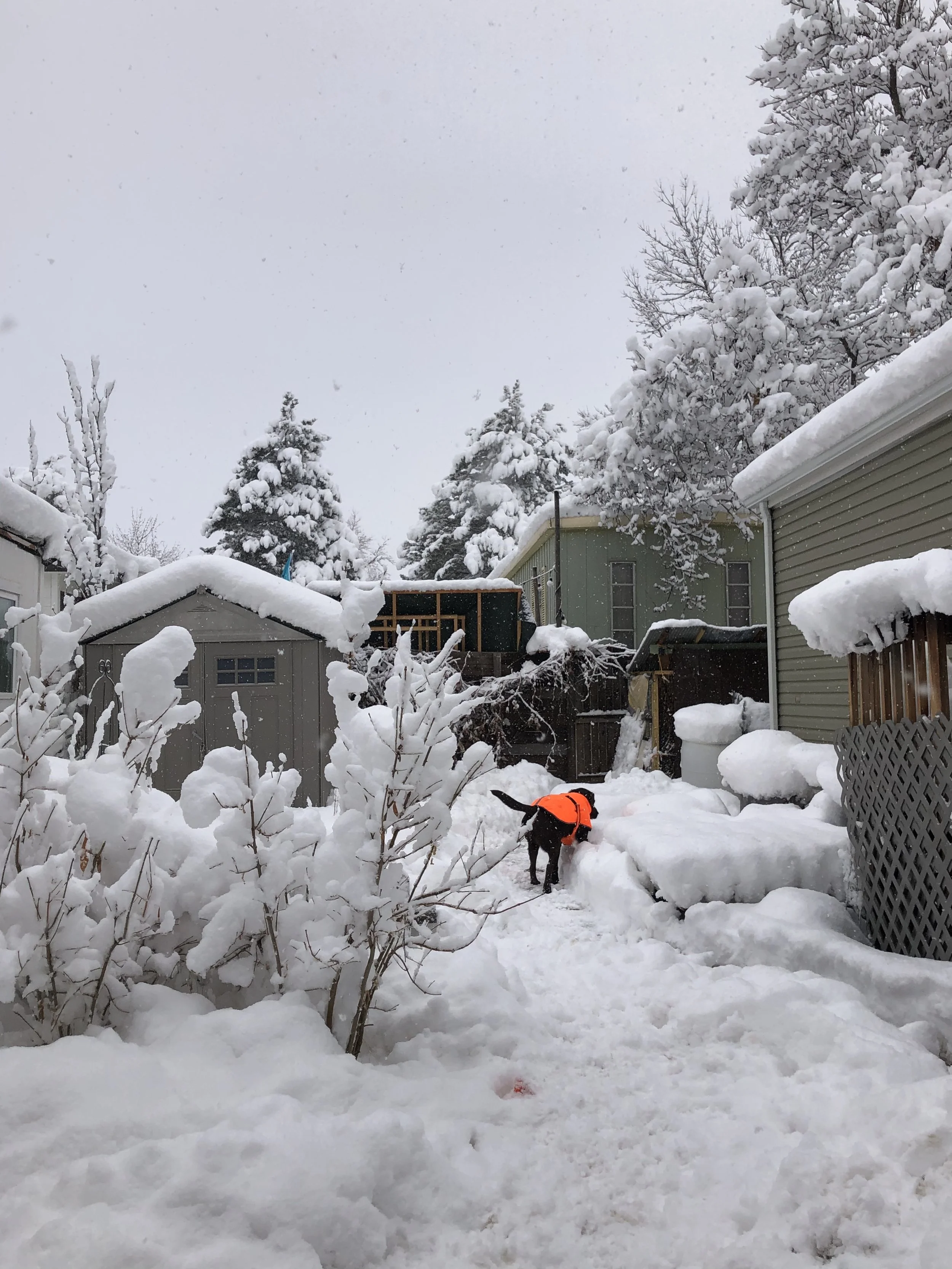 Community Pets 002.jpg