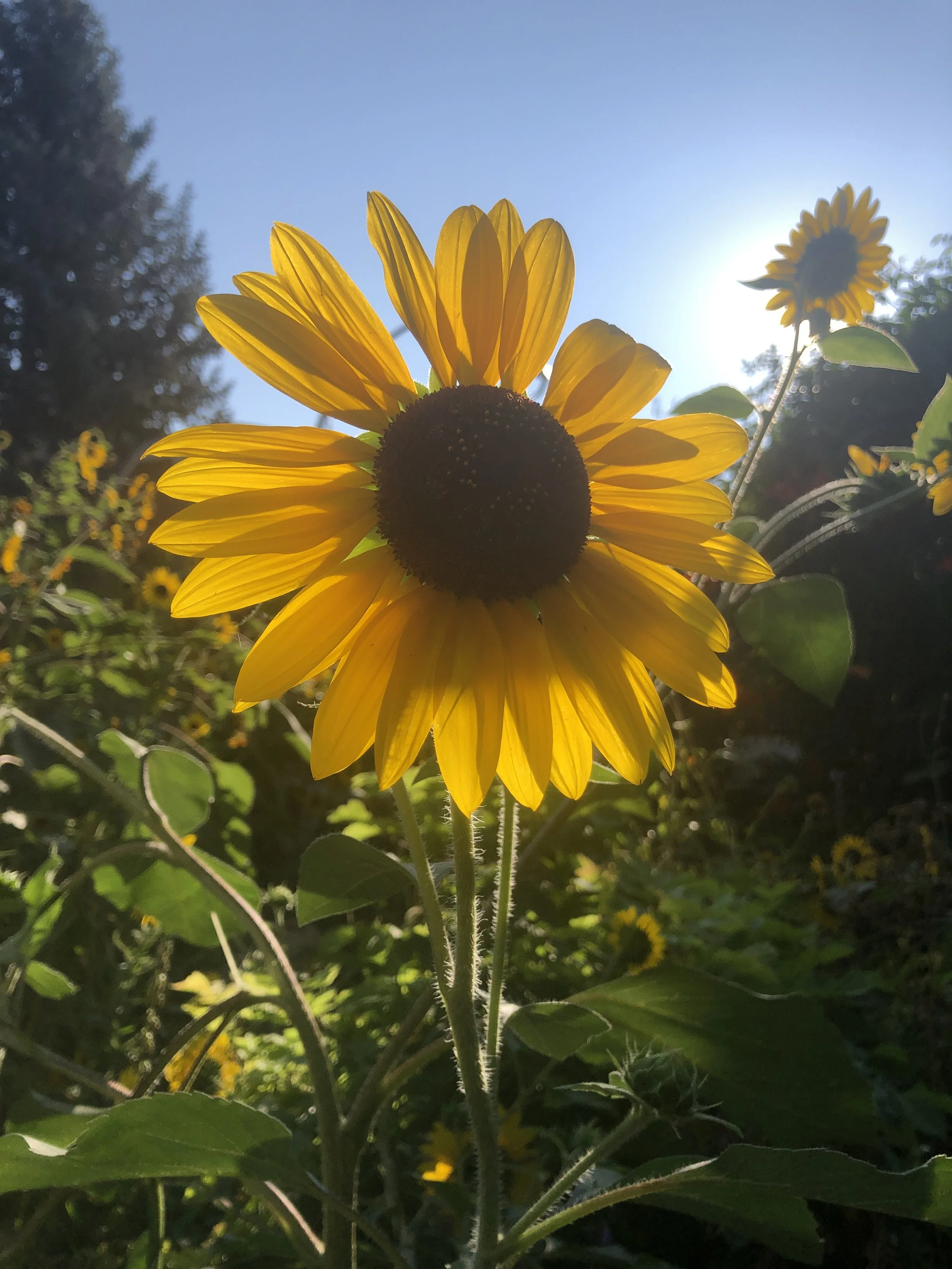 Community Gardens 005.JPG