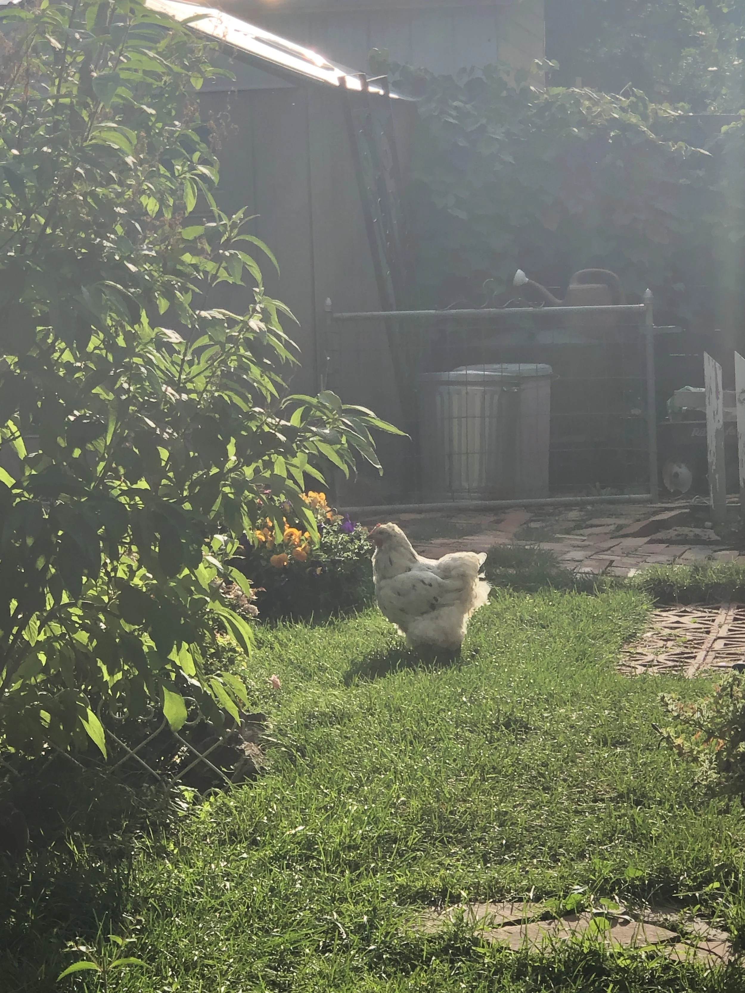 Community Chicken Project 003.JPG