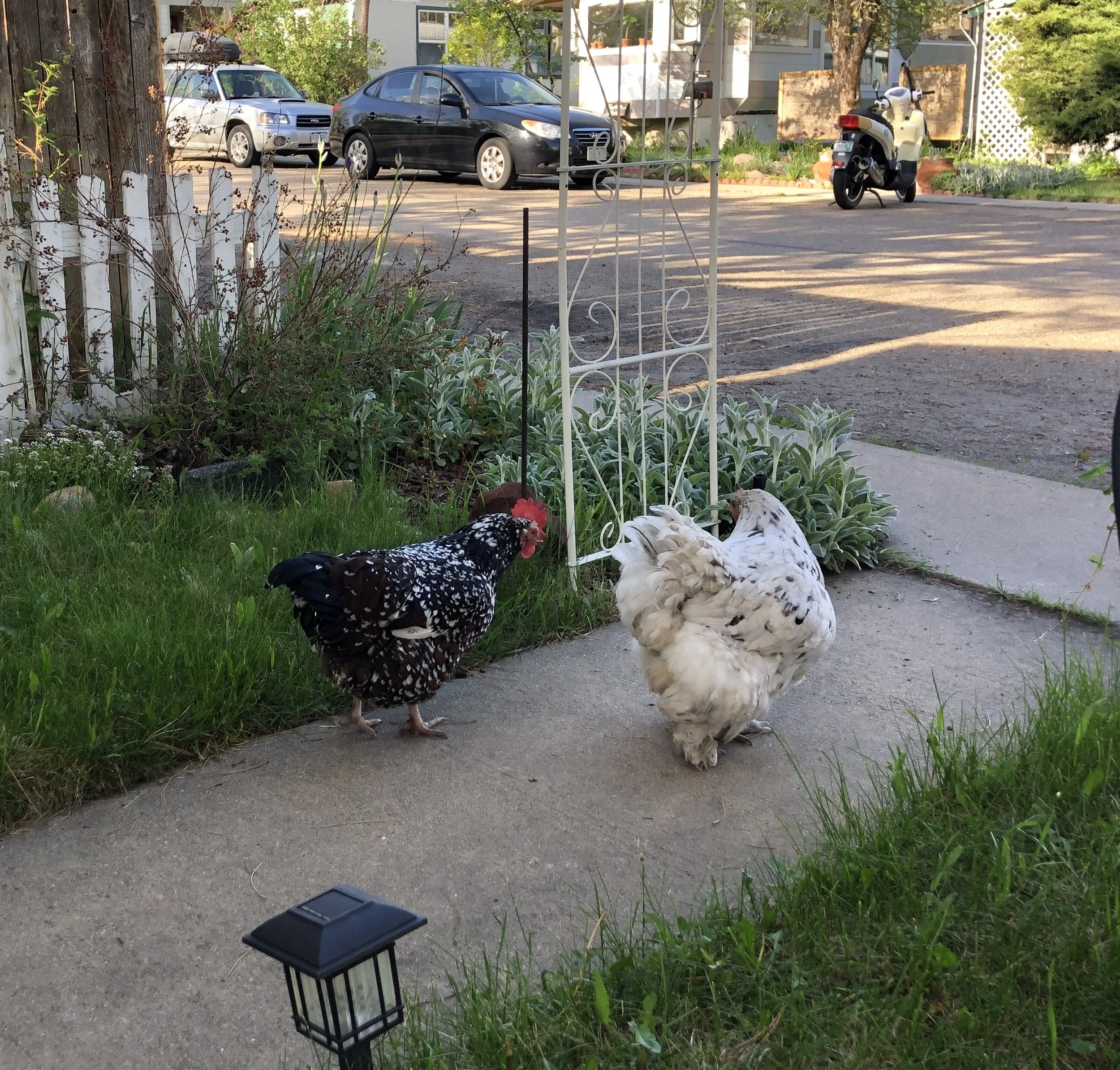 Community Chicken Project 002.jpg