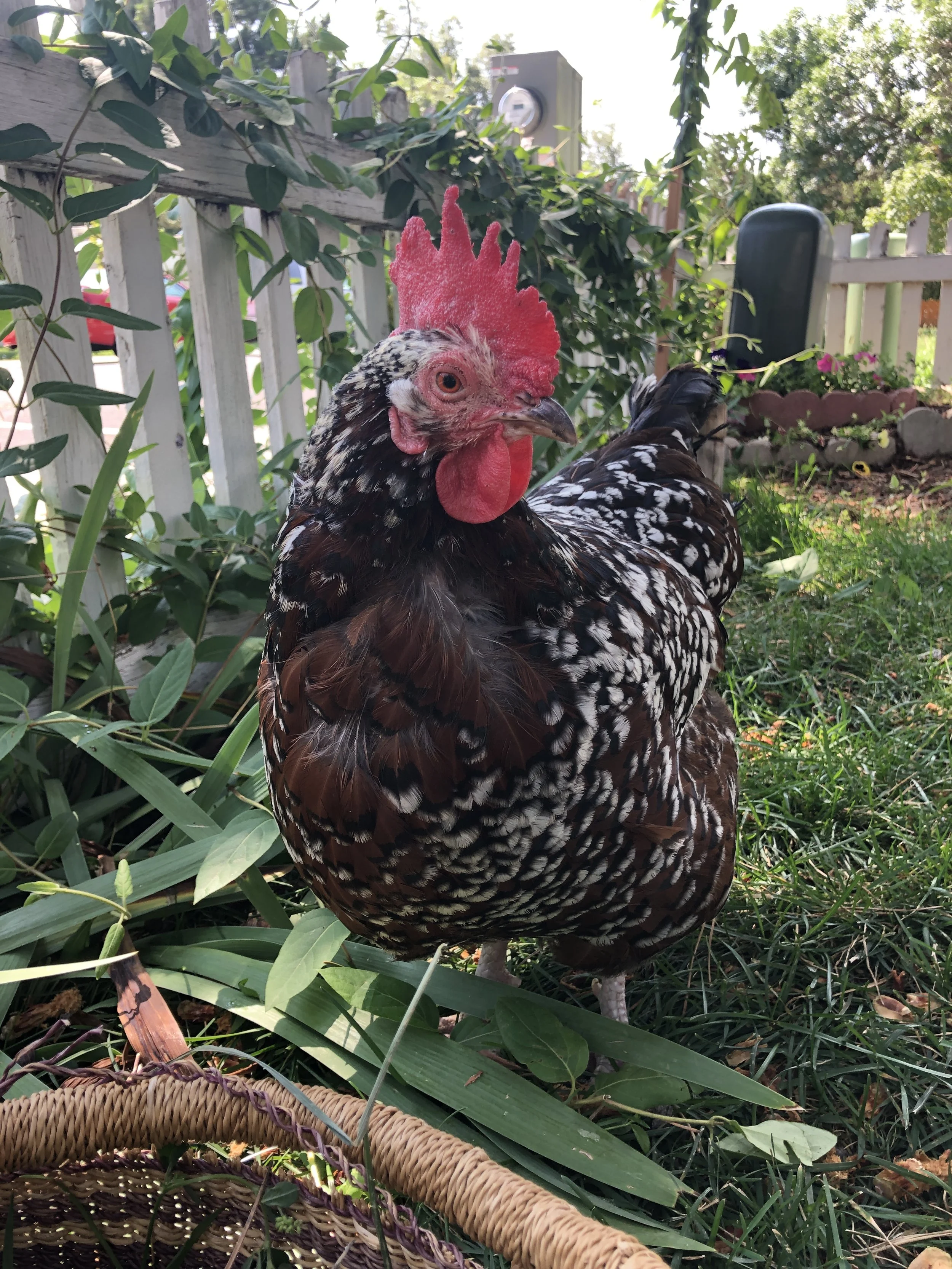 Community Chicken Project 001.JPG