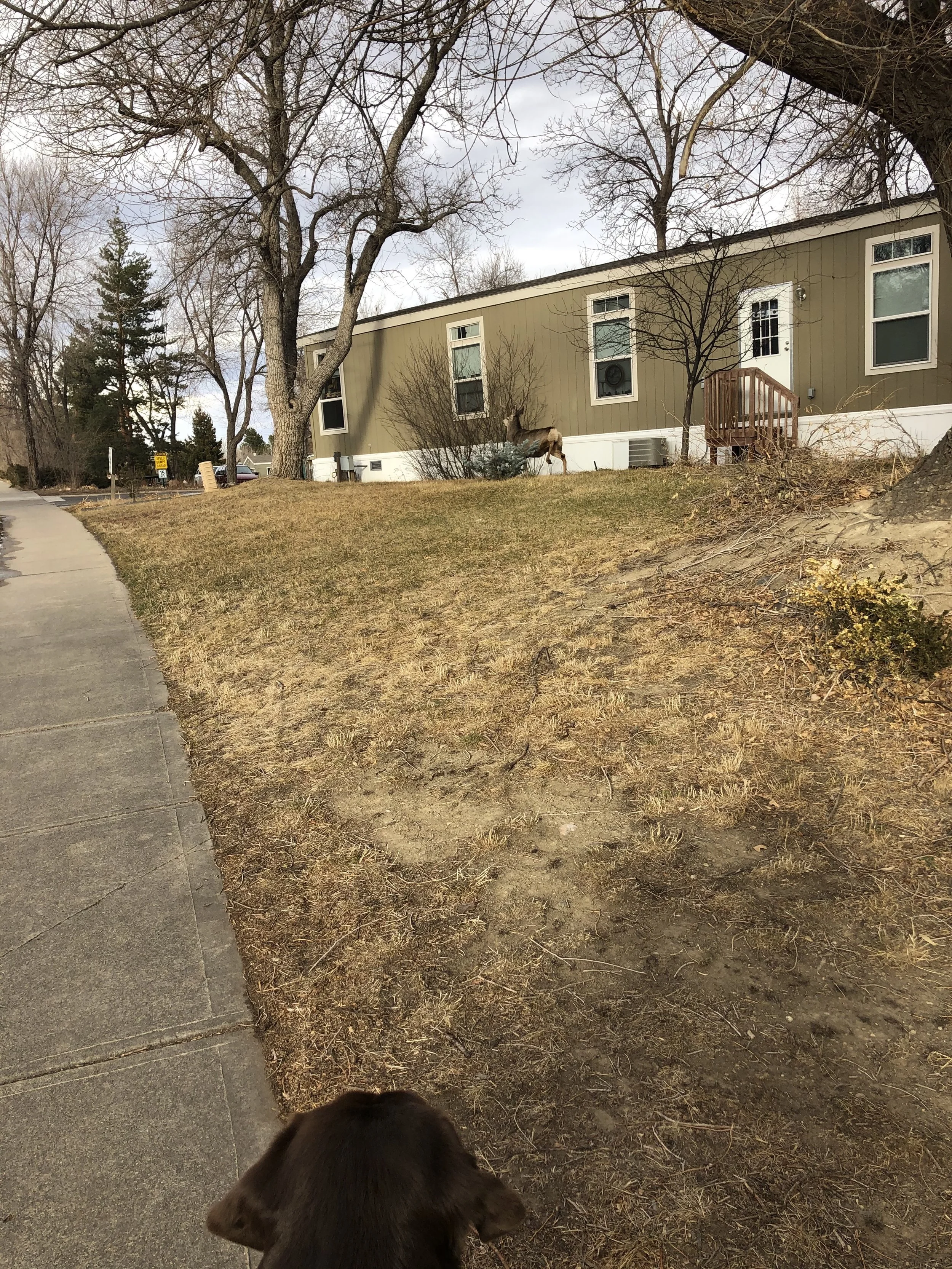 Community Wildlife.jpg