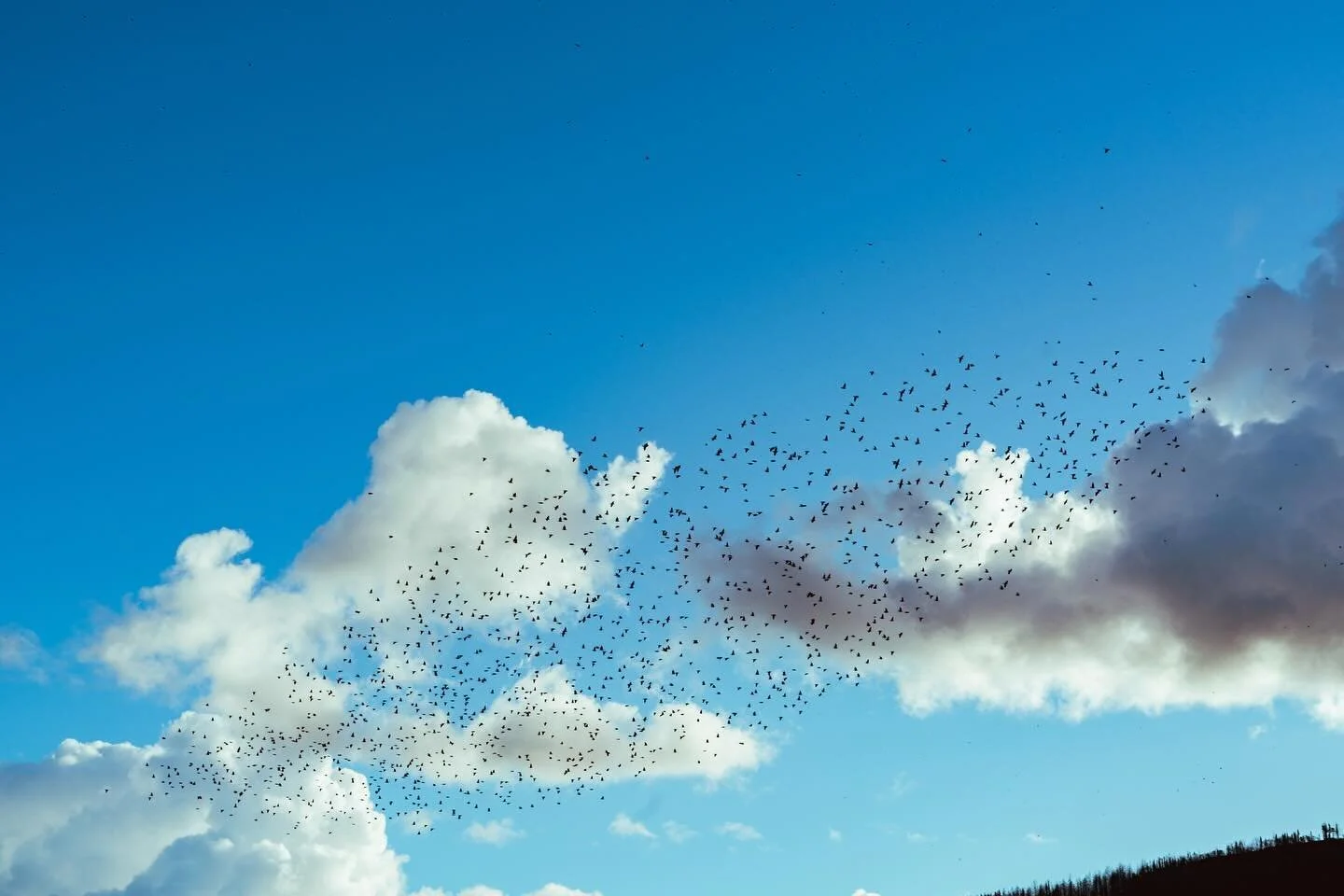 ☁️🕊️