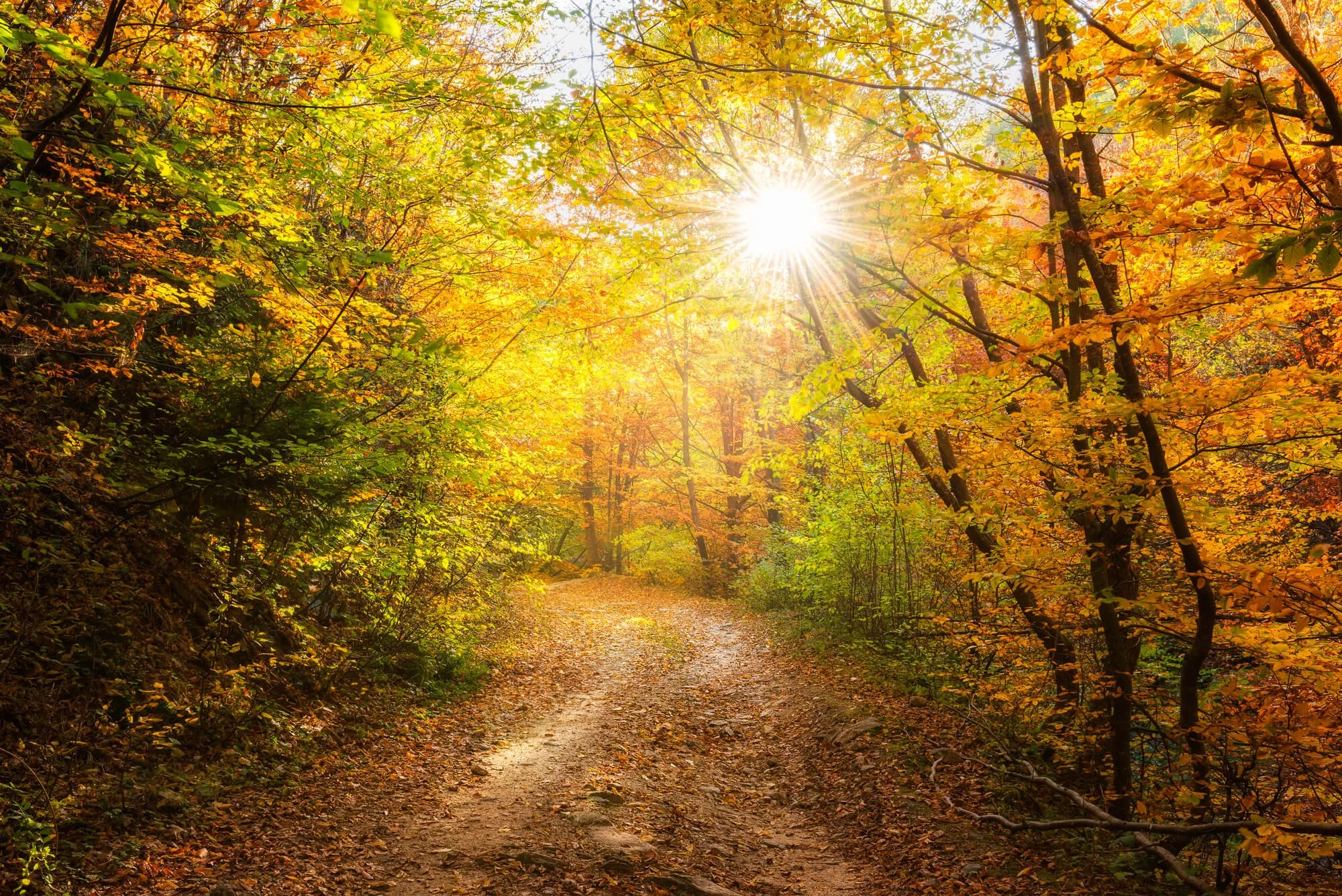 The Power of a Mindful Walk in the Forest