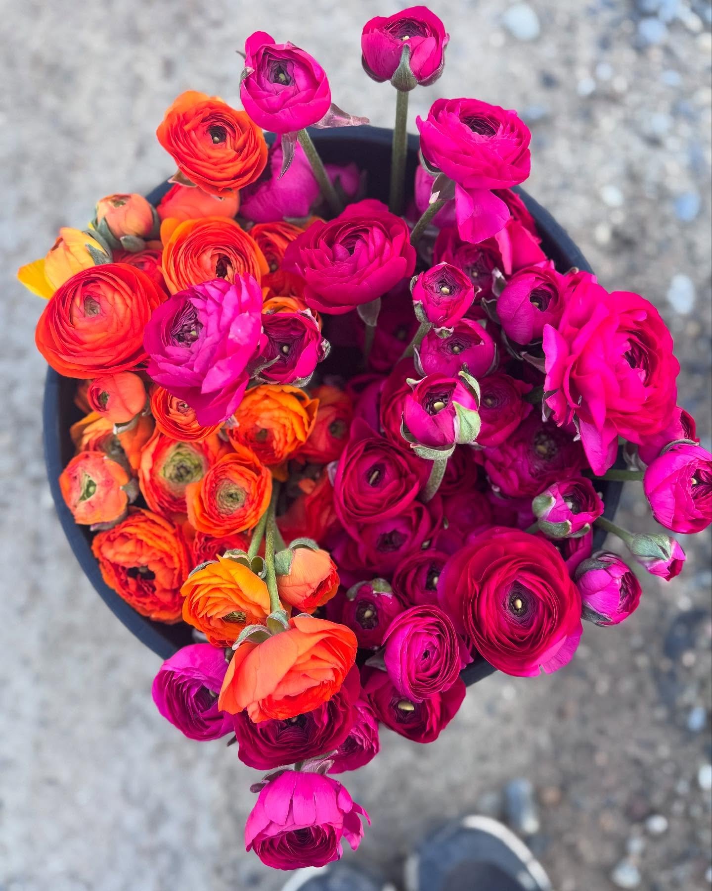 The ranunculus are starting this week out in abundance!