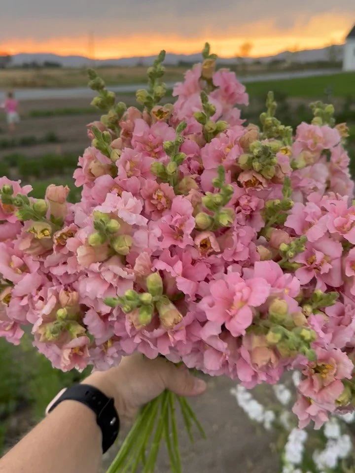 Did you see the sunset last night? Had to capture a few flowers with it. These snaps are bubble gum color and smell like it too! One of my favorites!
