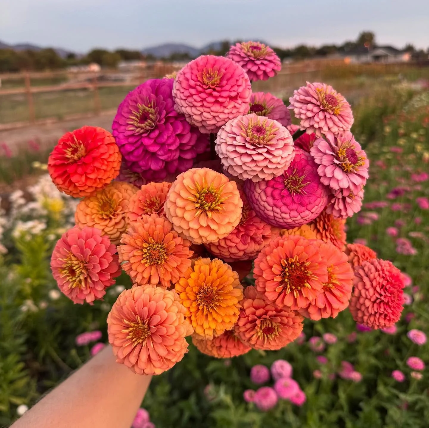 Oaklahoma zinnias will always be a favorite and these guys were putting on a show last night. These two varieties are Oaklahoma pink and Oaklahoma salmon!