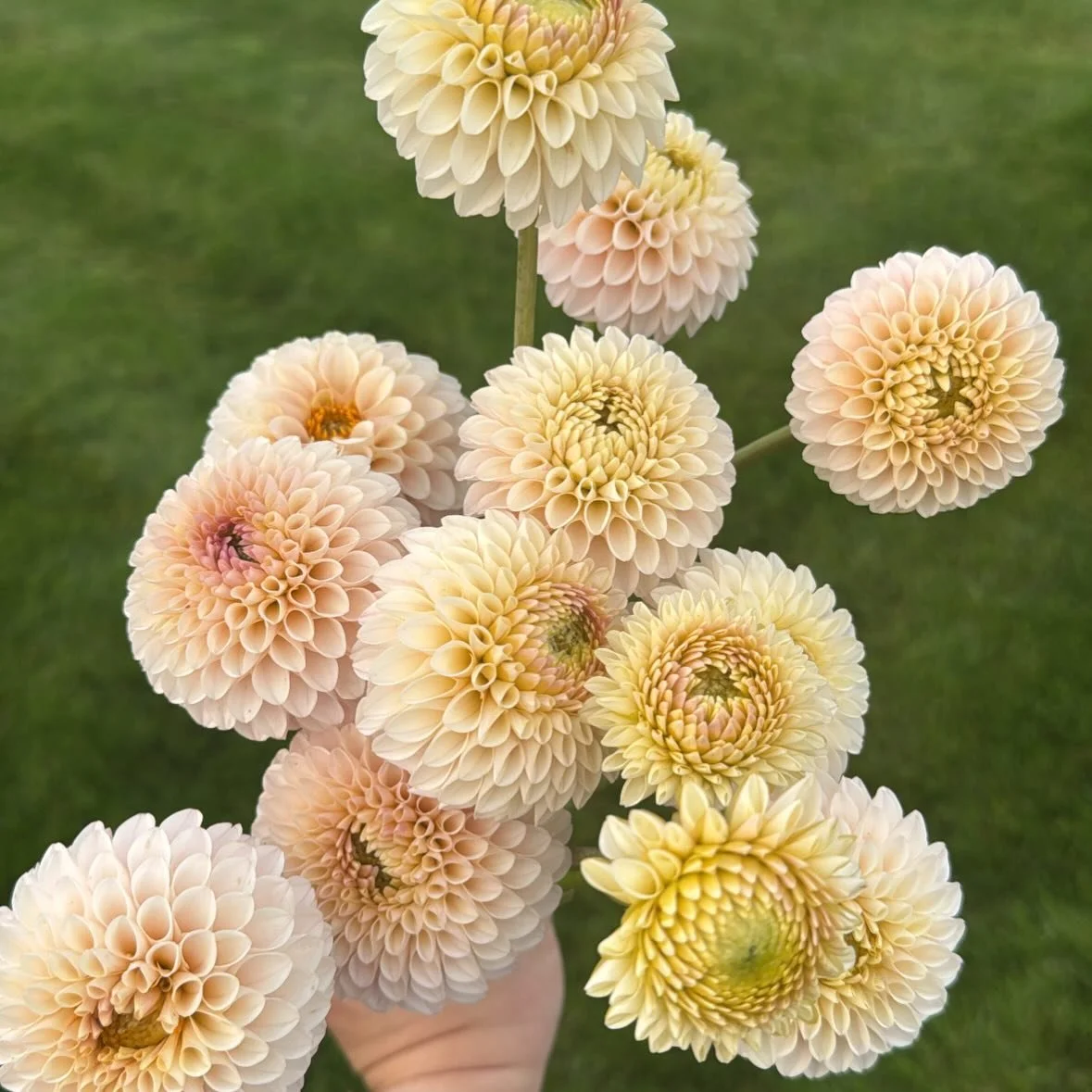 I will forever grow ✨Camano Zoe✨ She is a prolific bloomer, a perfect soft blush pink and has nice long stems, great for cutting. She will be available in our upcoming tuber sale on March 2nd! What do you think of this one? ⬇️⬇️